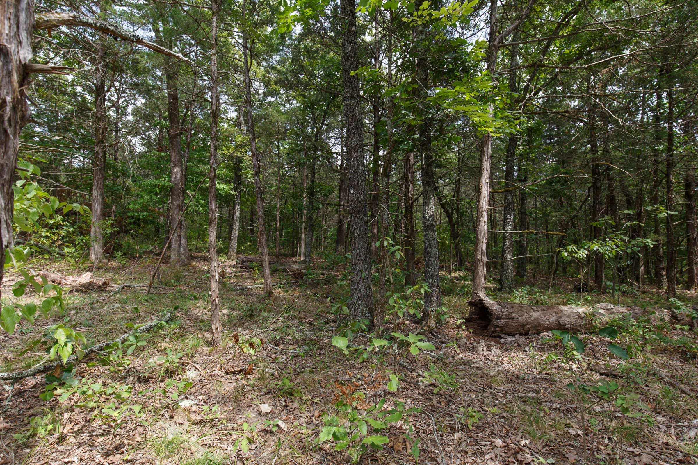 Wildwood Tract 21 photo 2