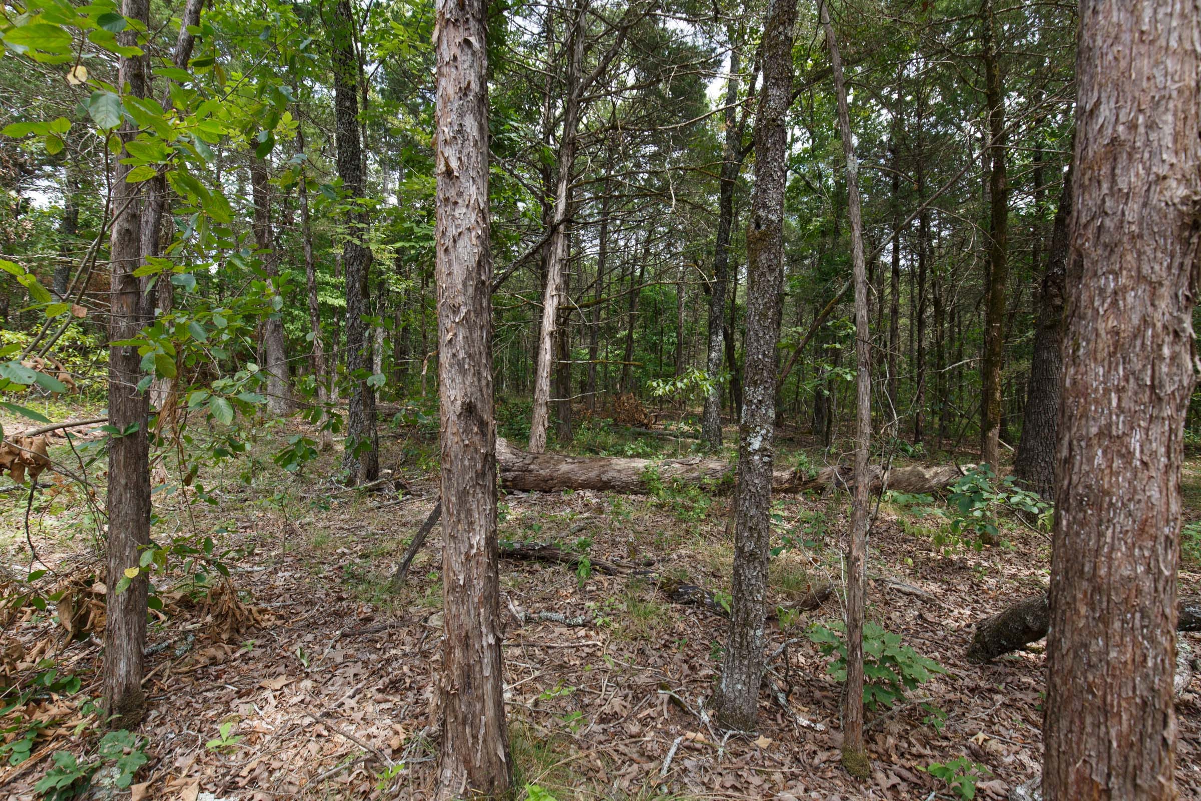 Wildwood Tract 21 photo 5