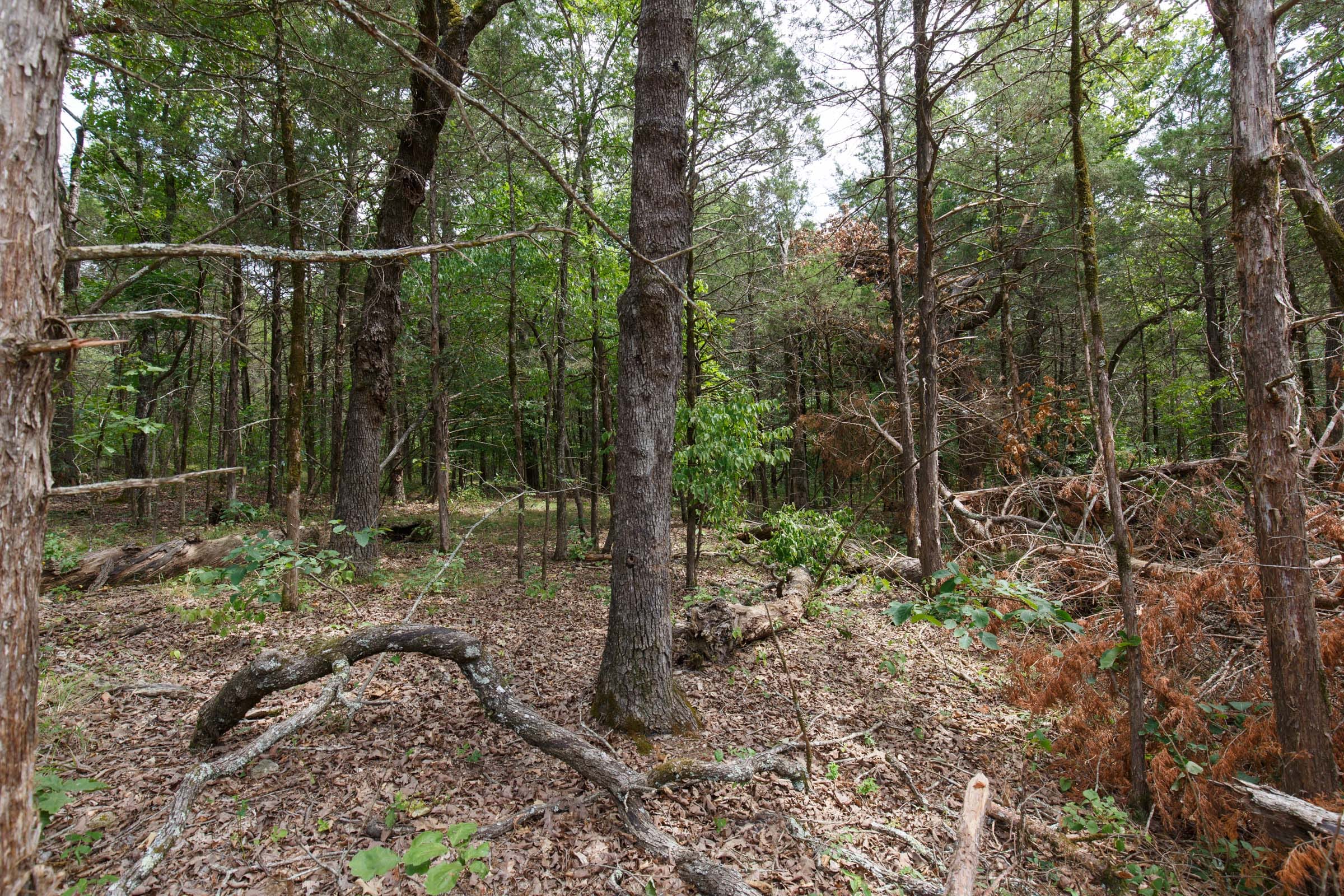 Wildwood Tract 21 photo 4