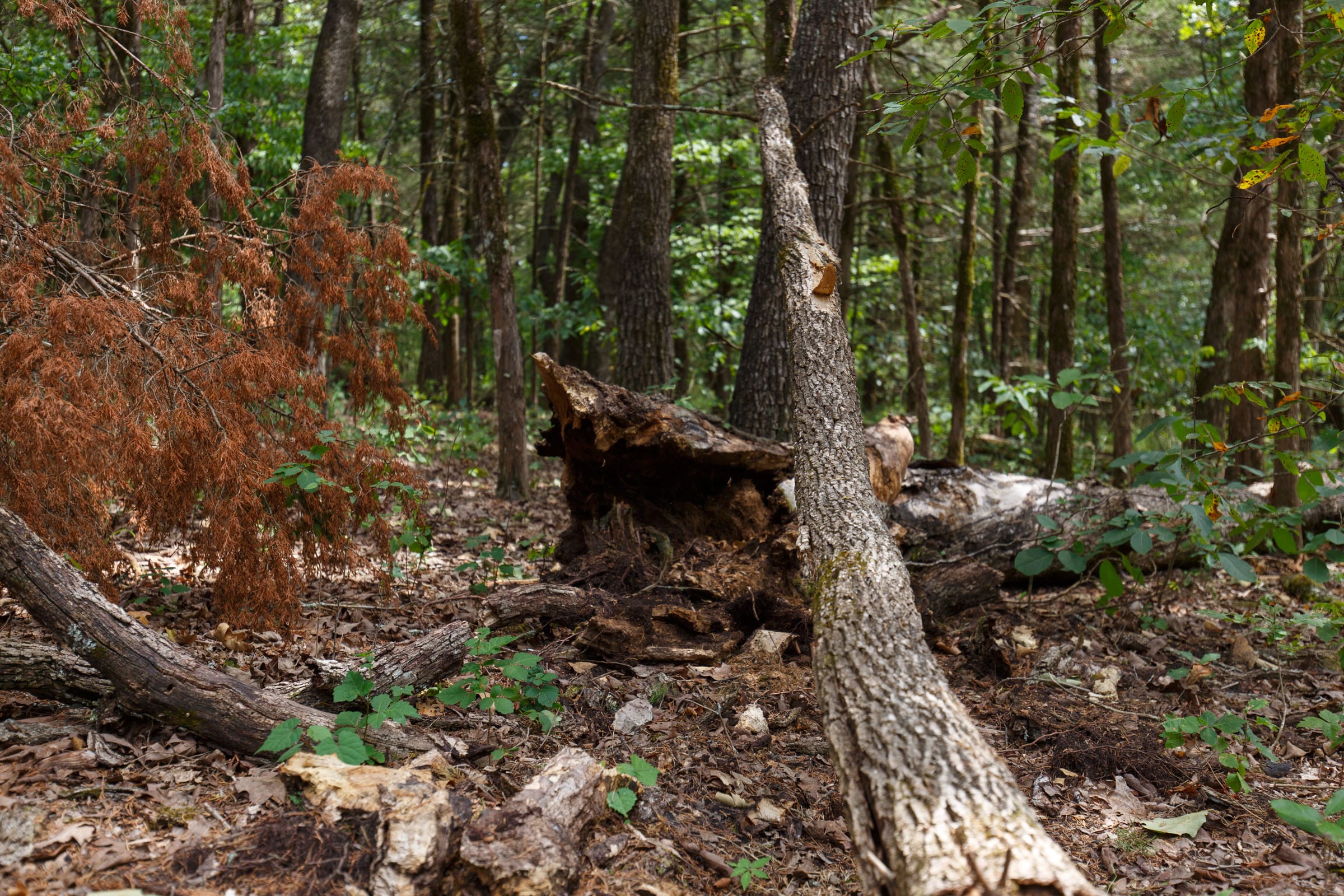 Wildwood Tract 21 photo 3
