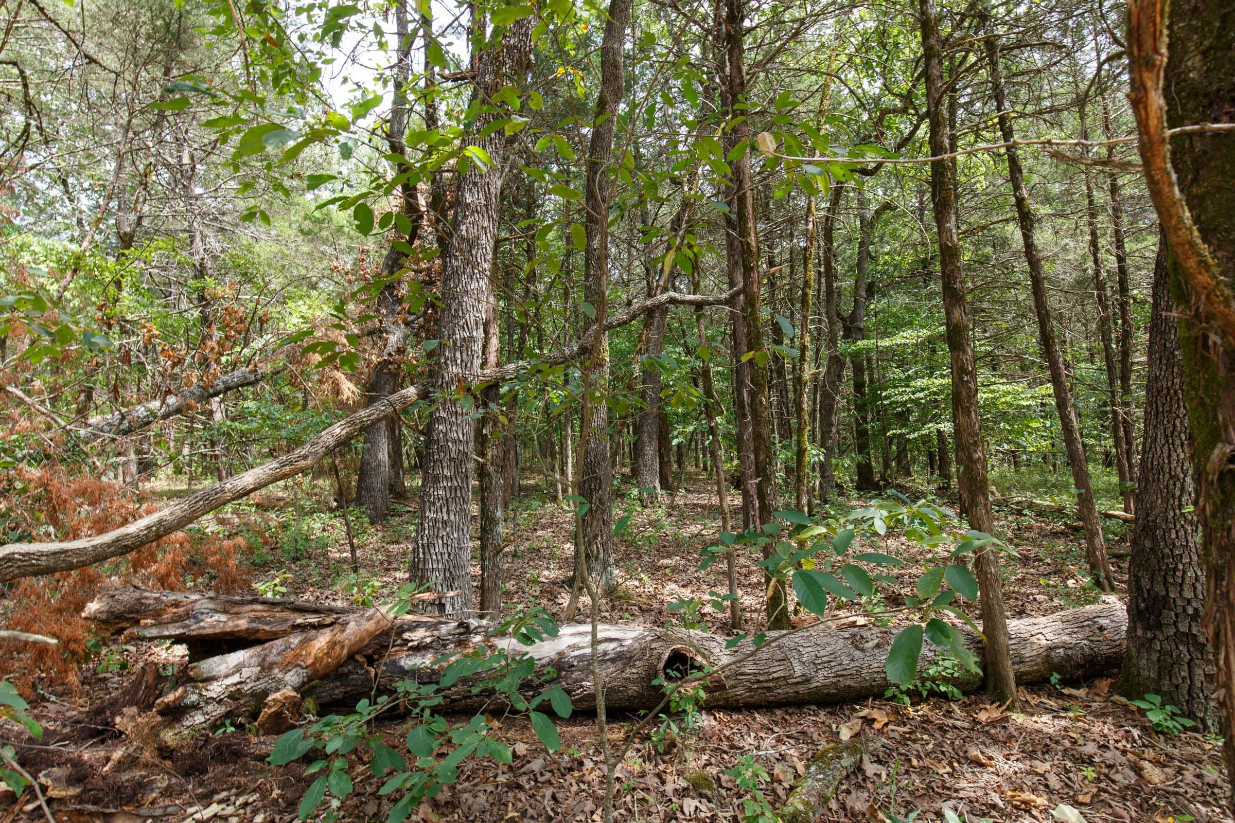 Wildwood Tract 21 photo 9