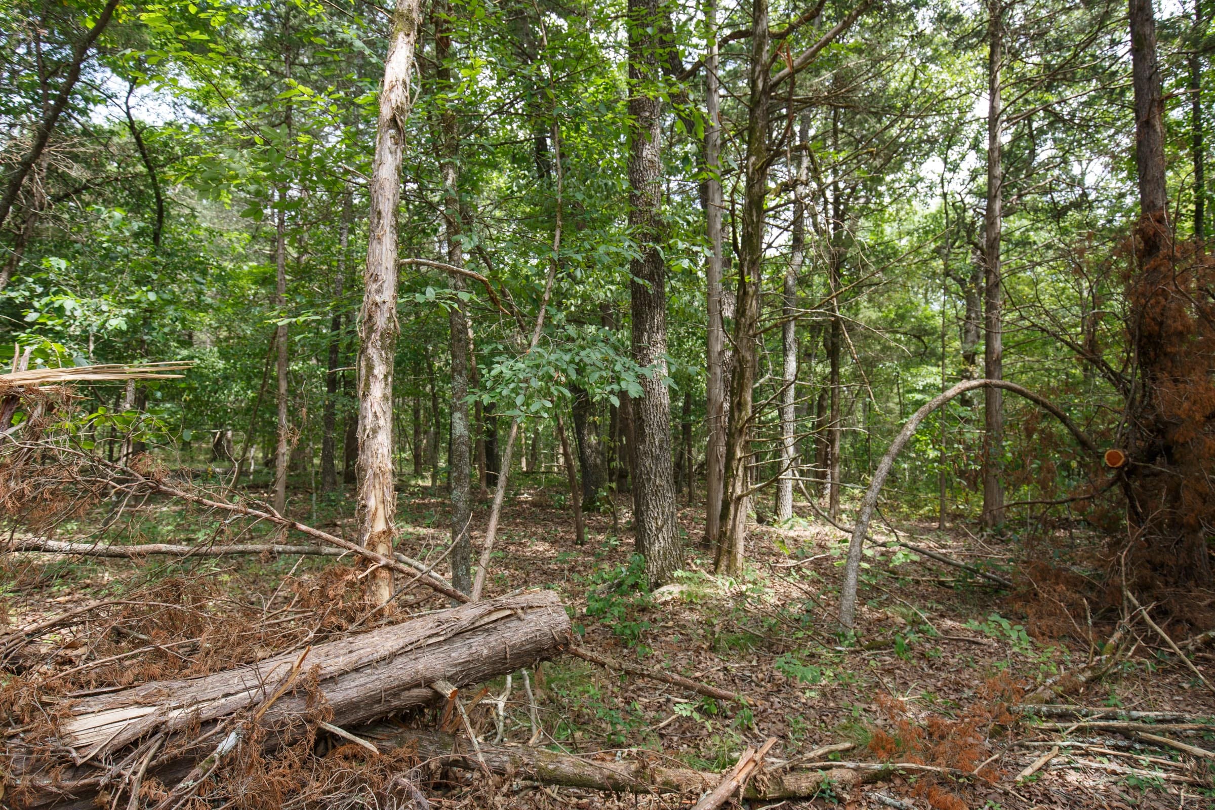 Wildwood Tract 21 photo 7