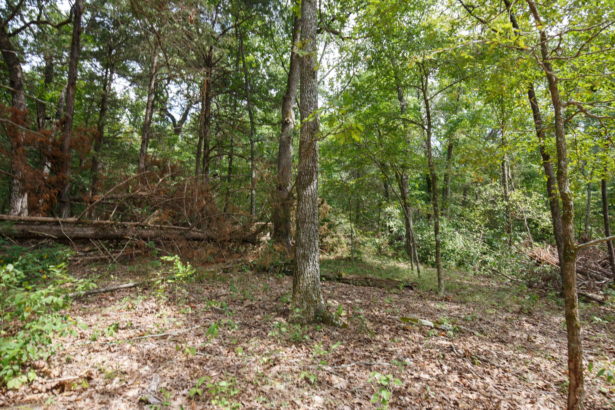 Wildwood Tract 21 photo 8