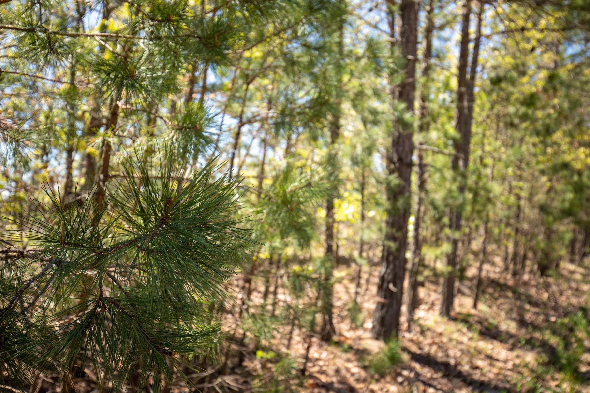 Eagle’s Nest Tract 4 photo 6