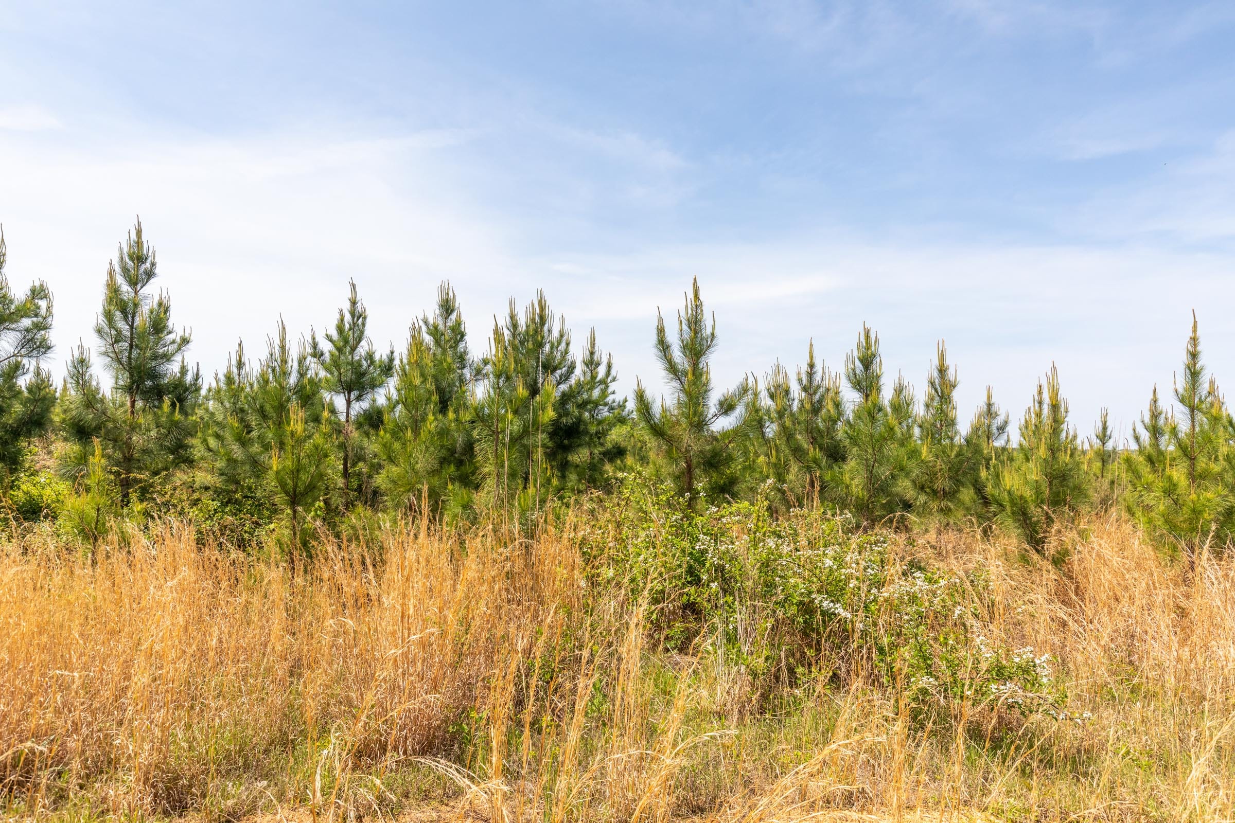Clear Wood Tract 48 photo 5