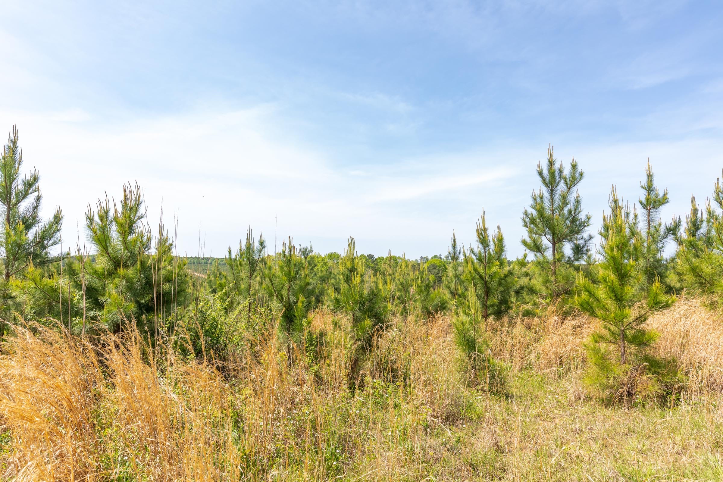 Clear Wood Tract 48 photo 8