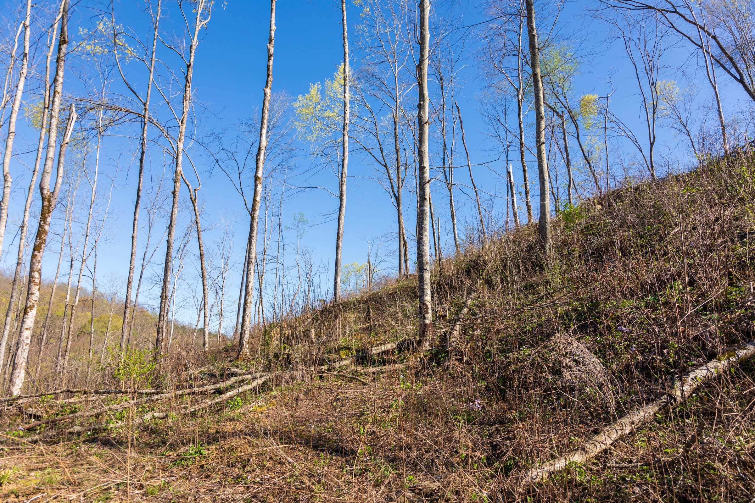 Creek Hollow Phase I Tract 37 photo 2