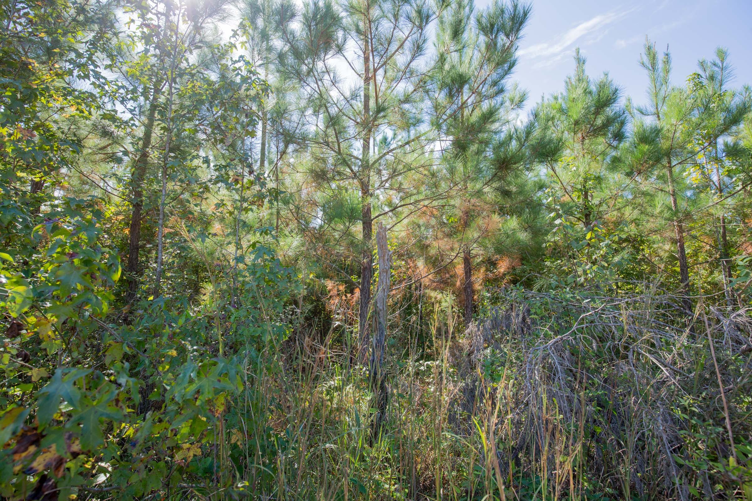 Sky Ranch Tract 2 photo 7