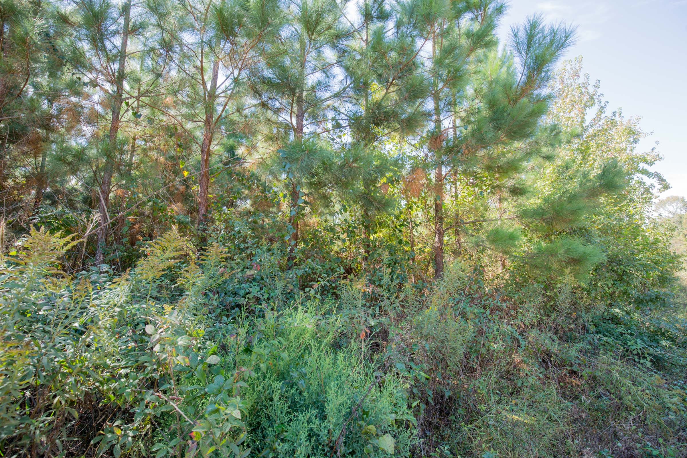 Sky Ranch Tract 2 photo 12