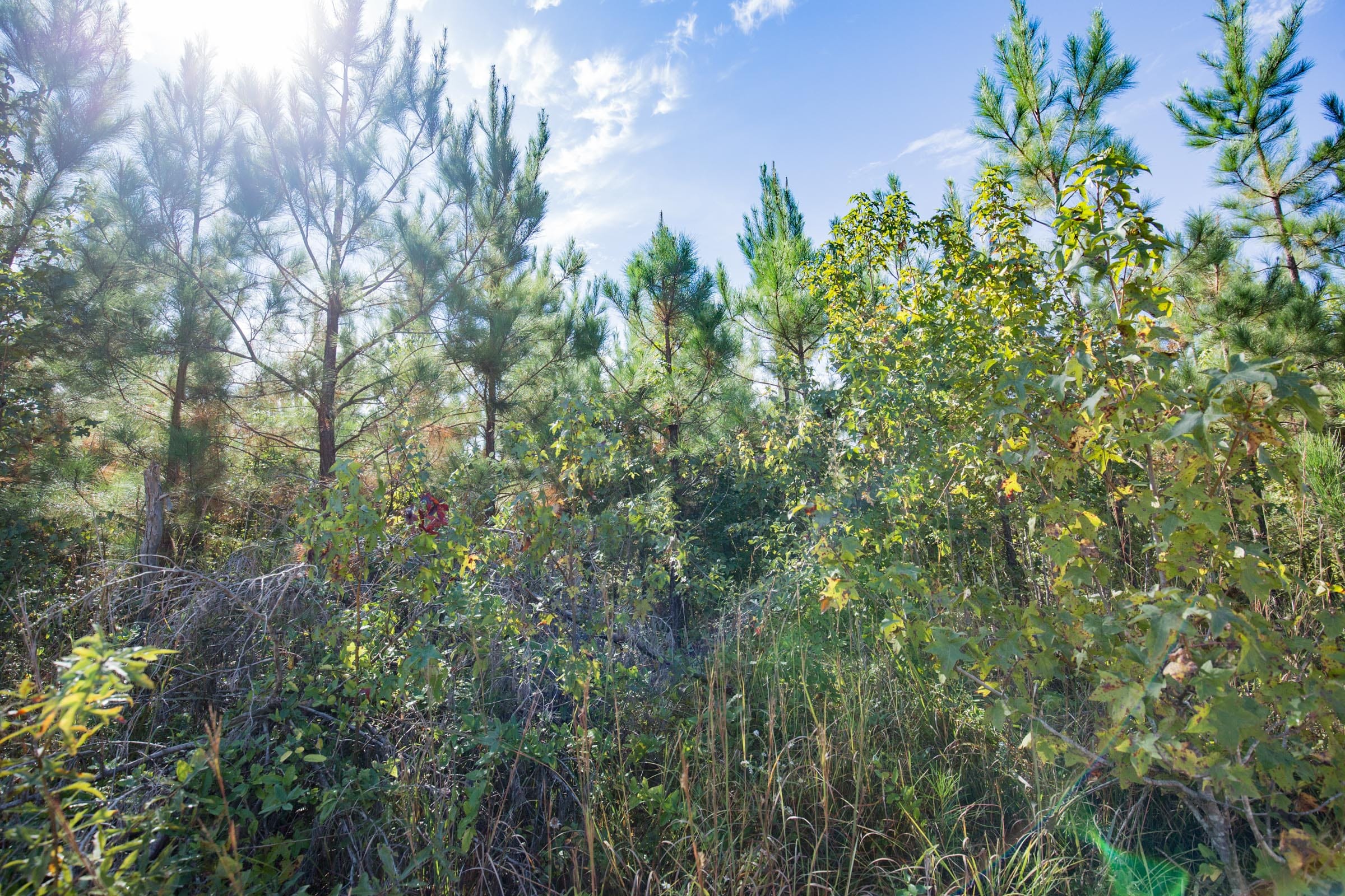 Sky Ranch Tract 2 photo 4