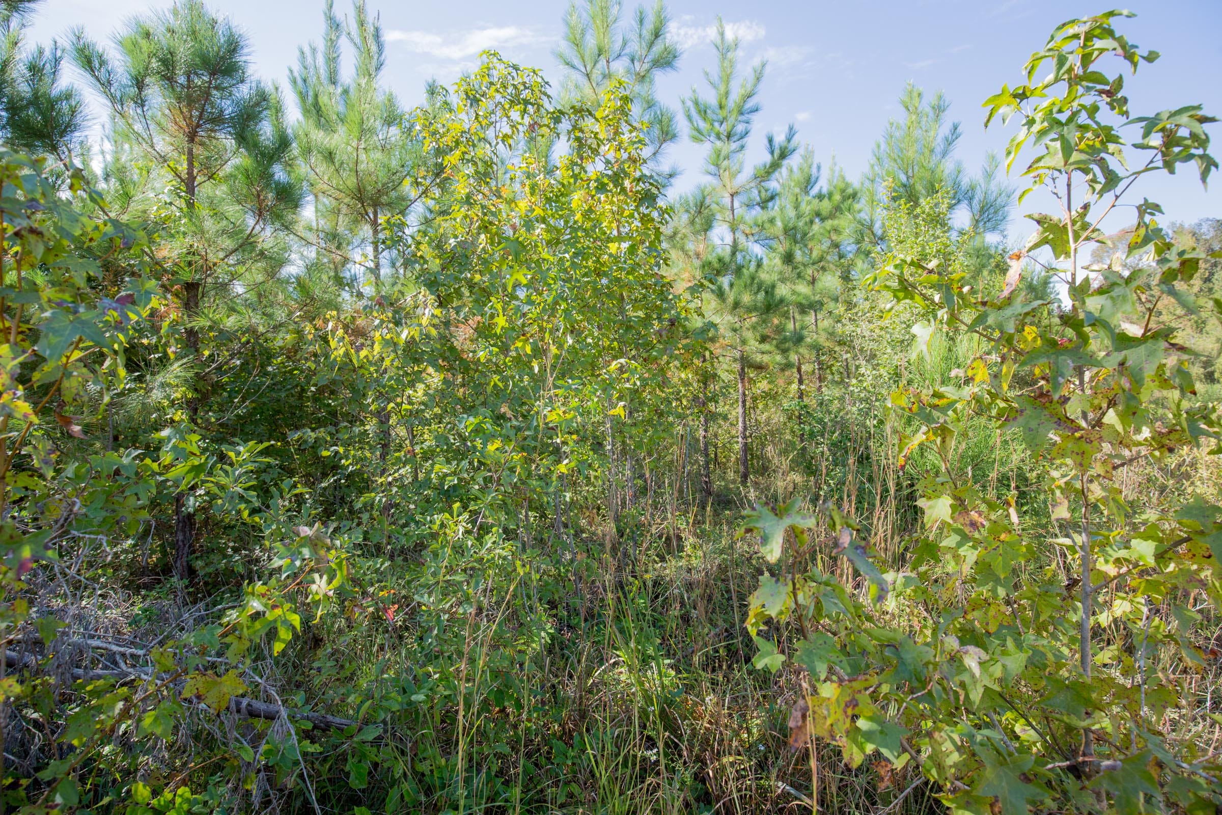 Sky Ranch Tract 2 photo 8