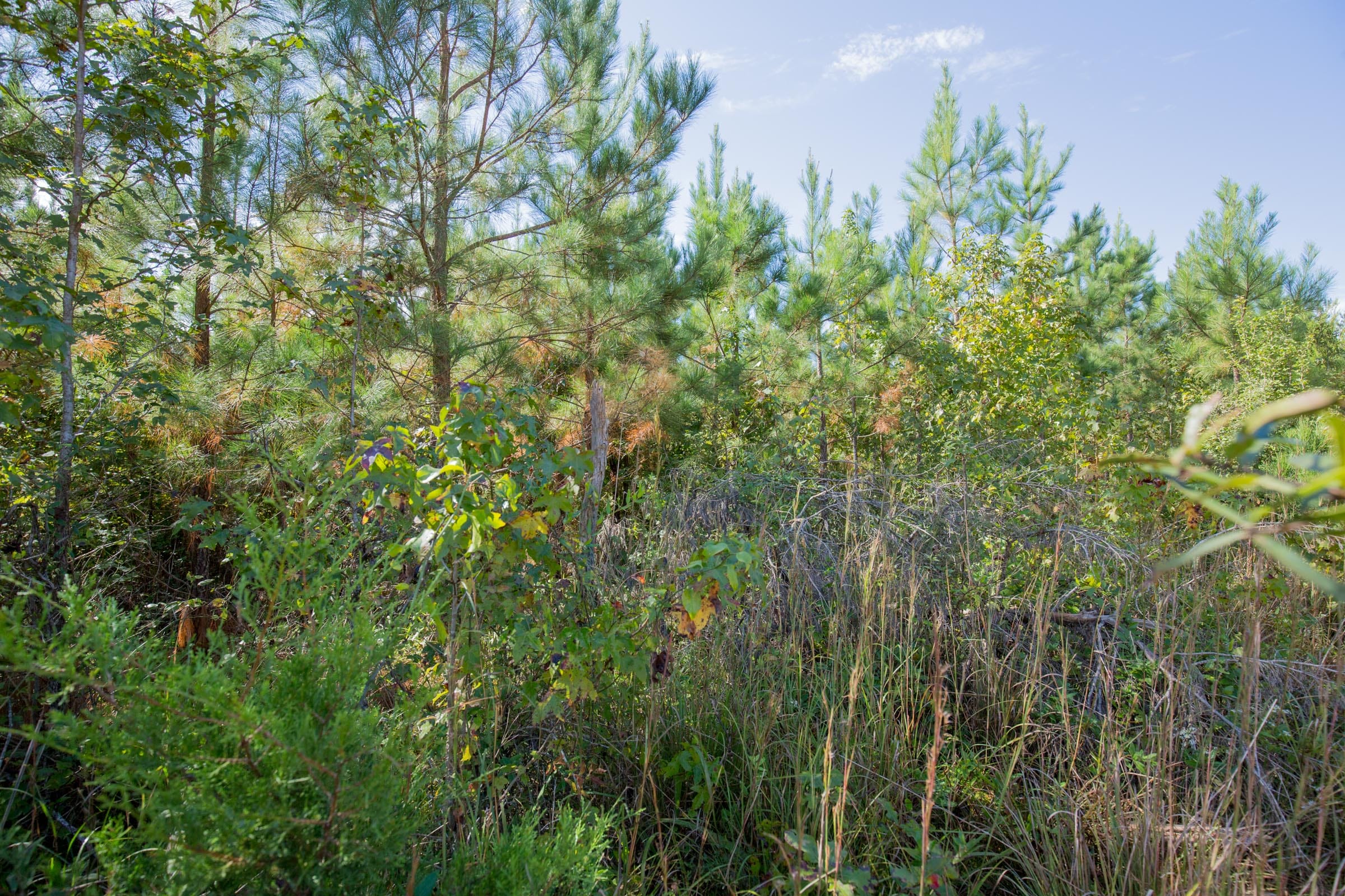 Sky Ranch Tract 2 photo 6