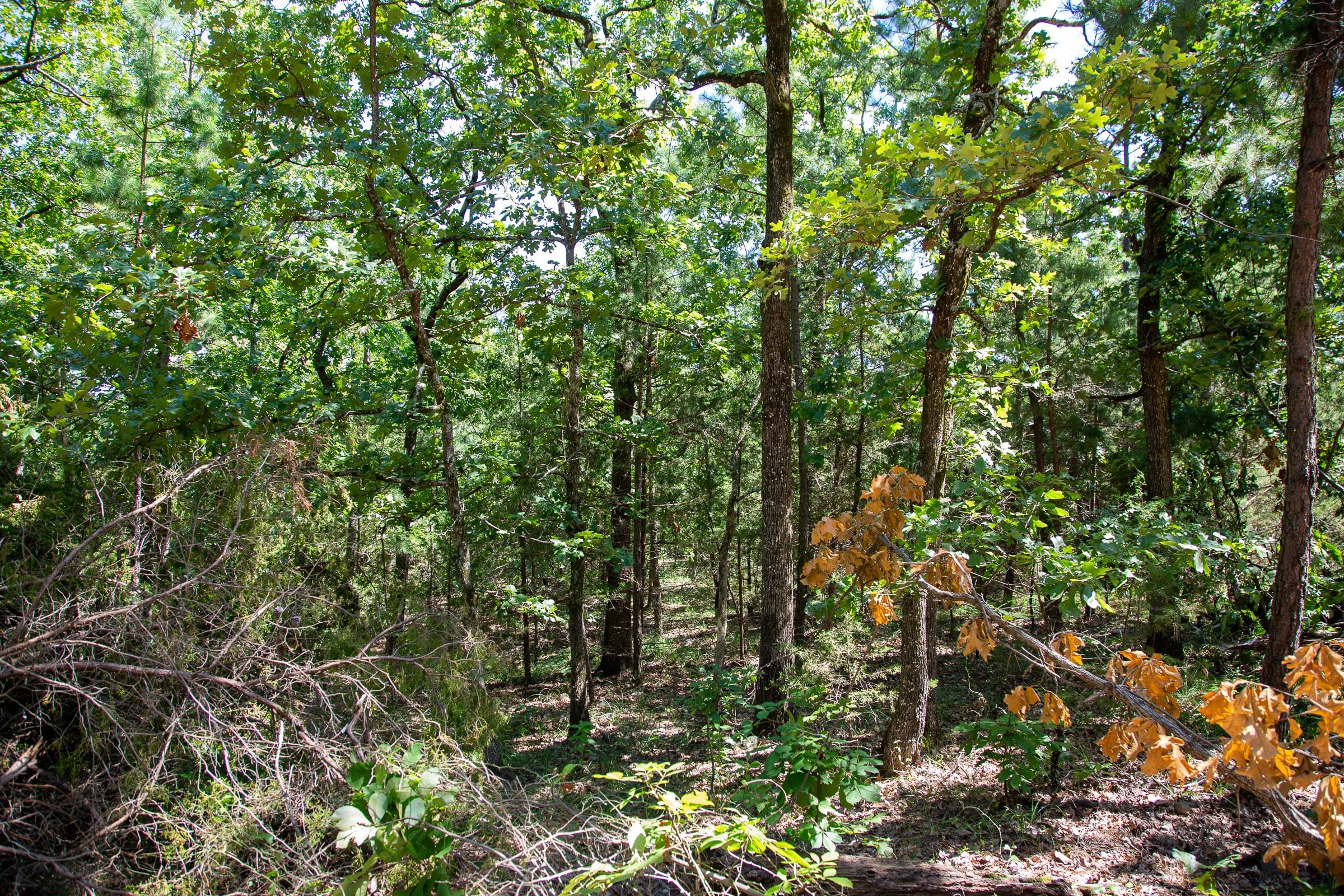 Tyler Stone Ranch Tract 37 photo 3