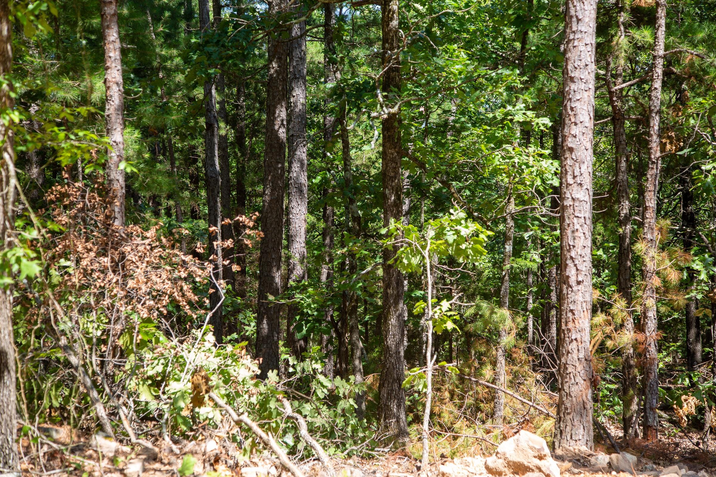 Tyler Stone Ranch Tract 37 photo 6