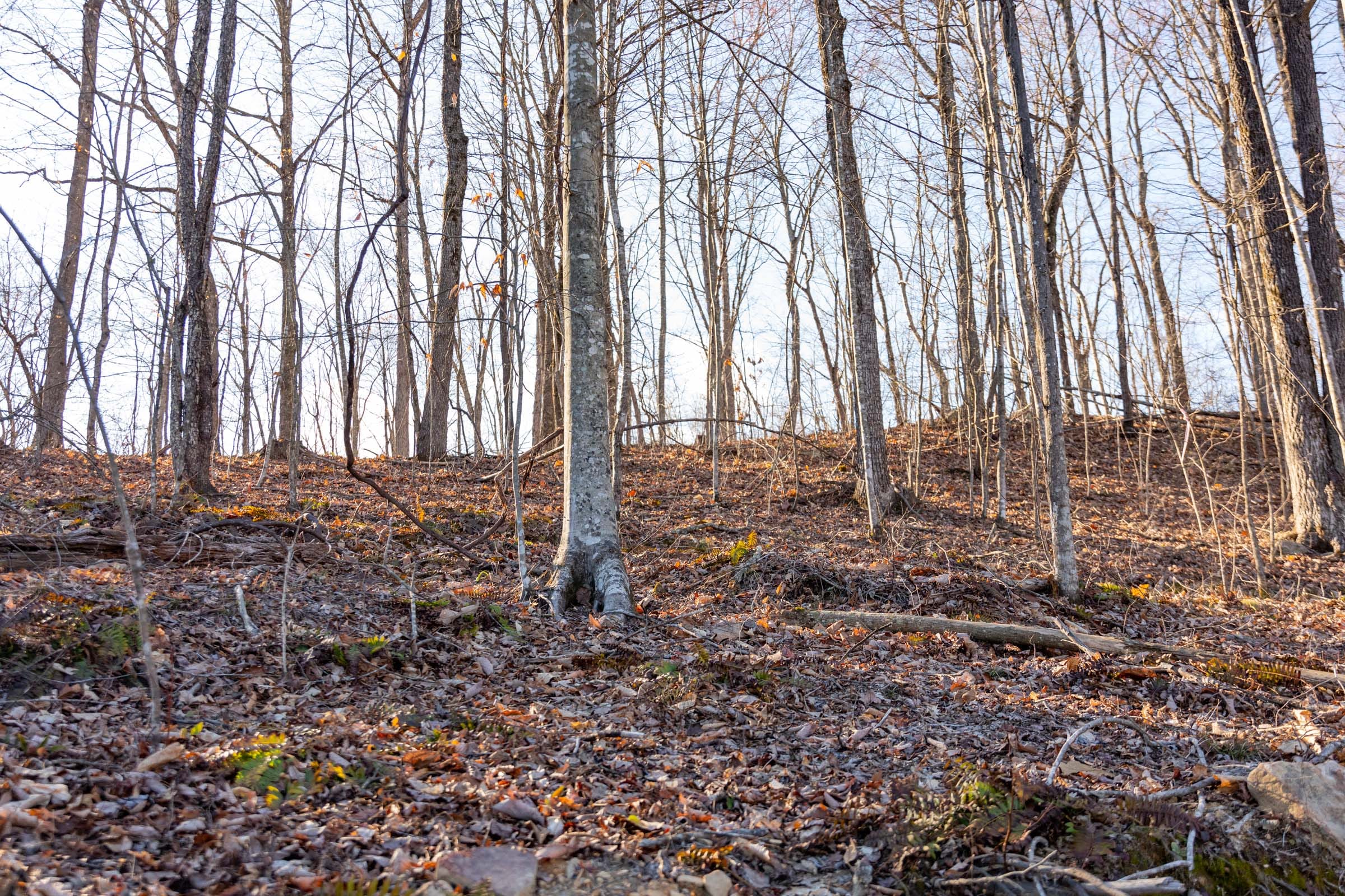 Creek Hollow Phase I Tract 12 photo 7