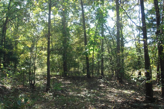 Hannubby Creek Tract 6 photo 11