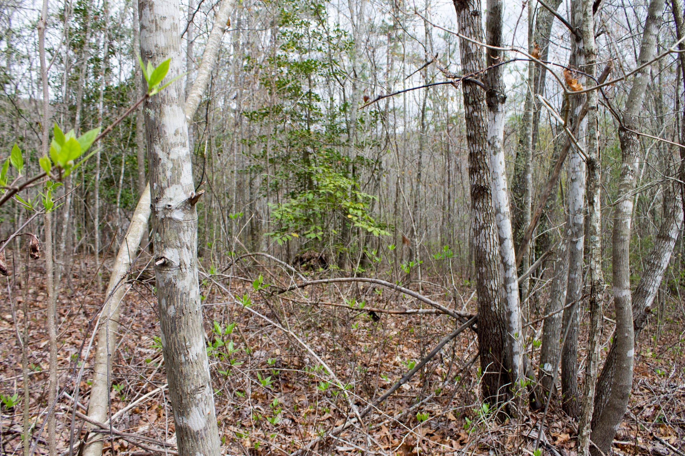 Hidden Hills Tract 24 photo 5