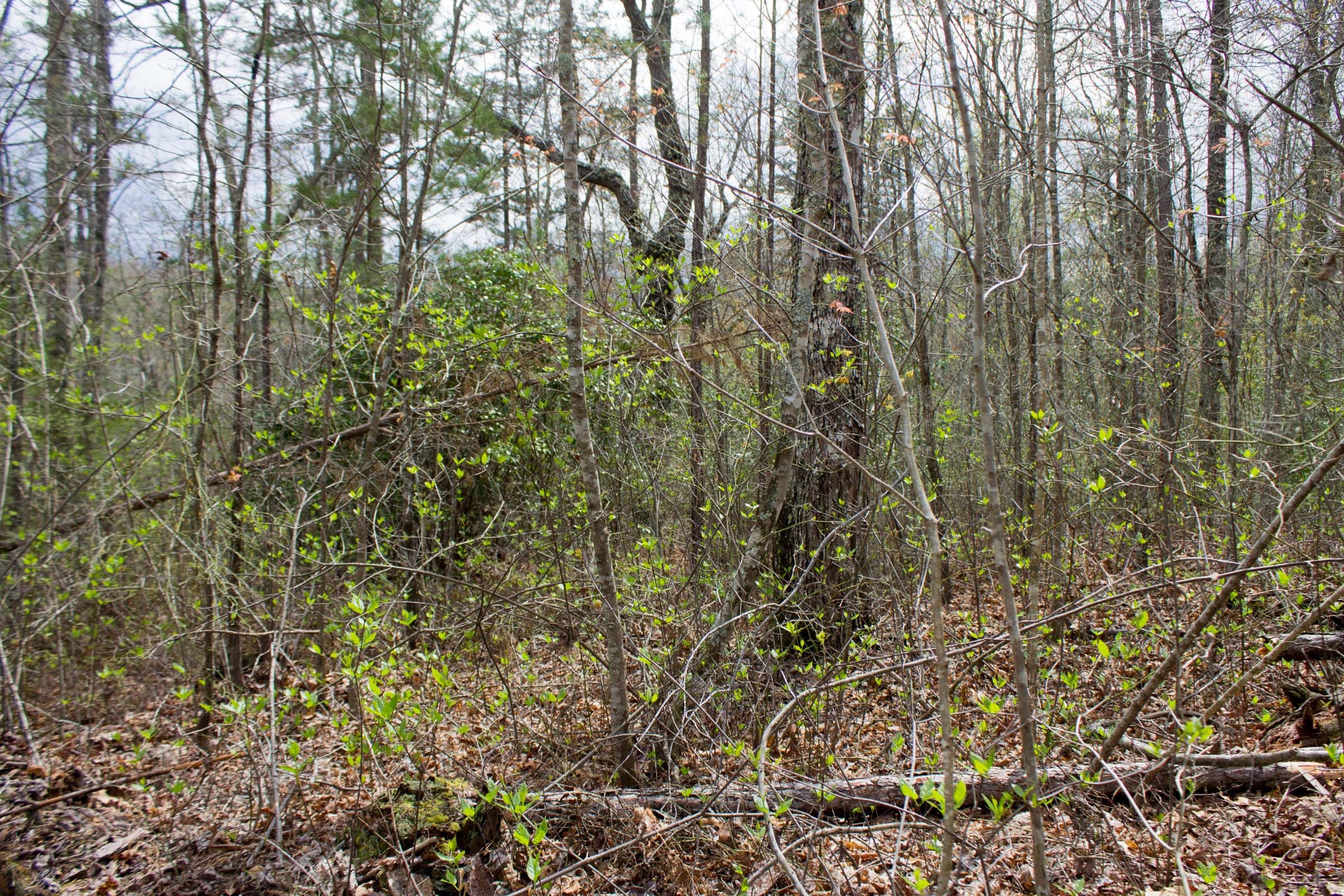 Hidden Hills Tract 24 photo 8