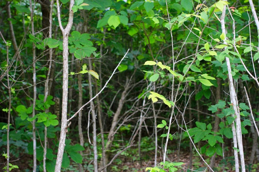 Bluebird Ranch Tract 22 photo 8