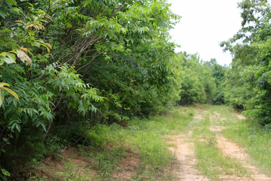 Bluebird Ranch Tract 22 photo 9