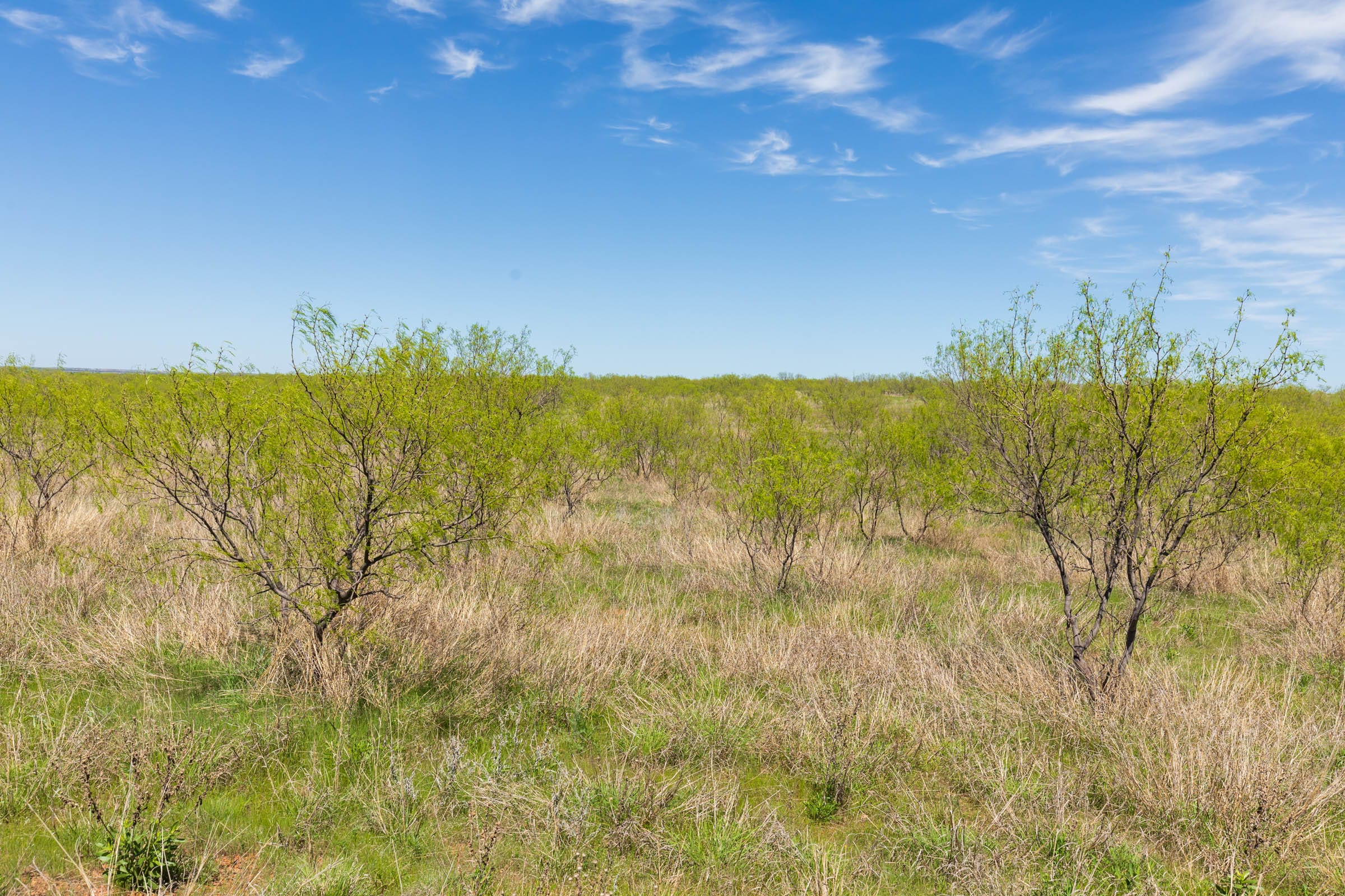 Hackberry Fields Tract 1 photo 6