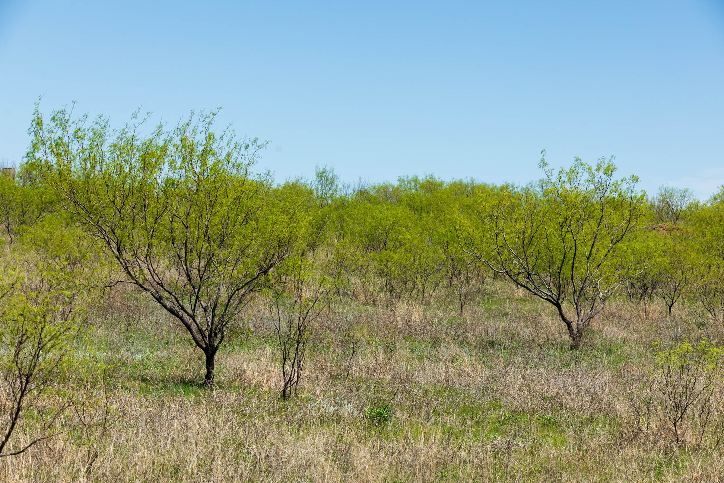 Hackberry Fields Tract 1 photo 12