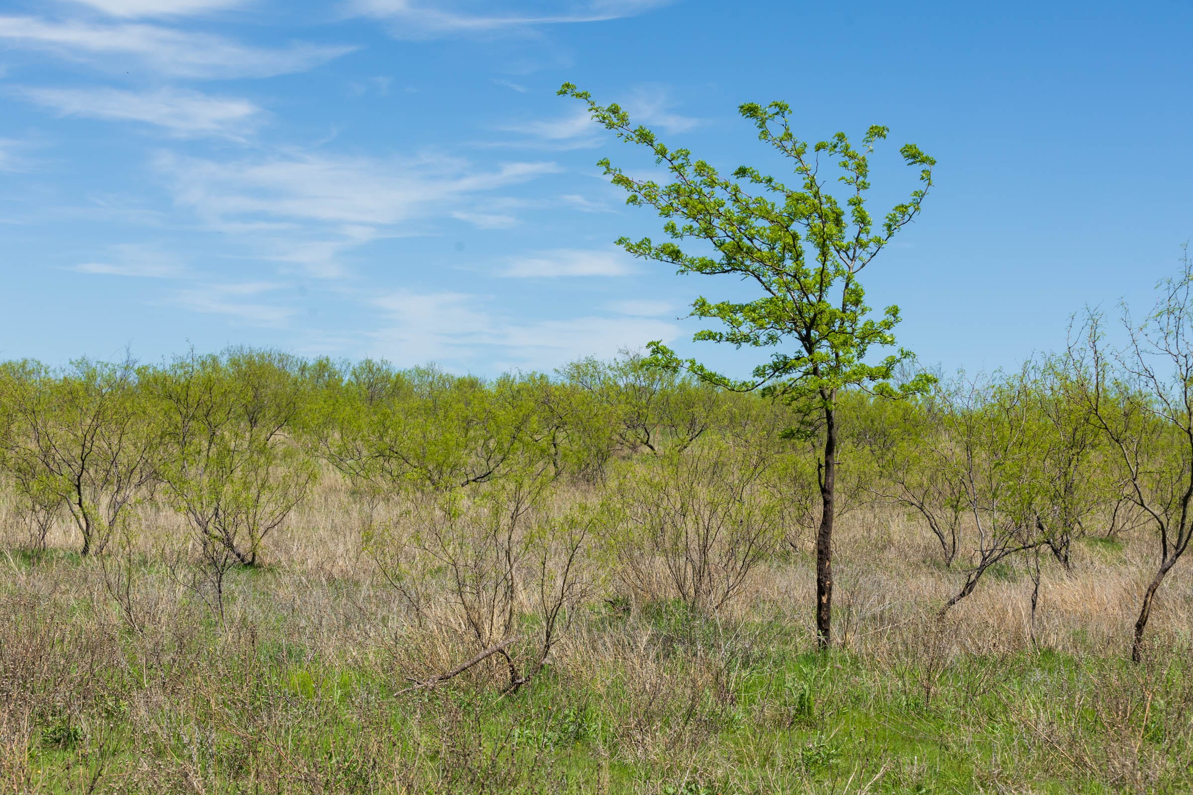 Hackberry Fields Tract 1 photo 13