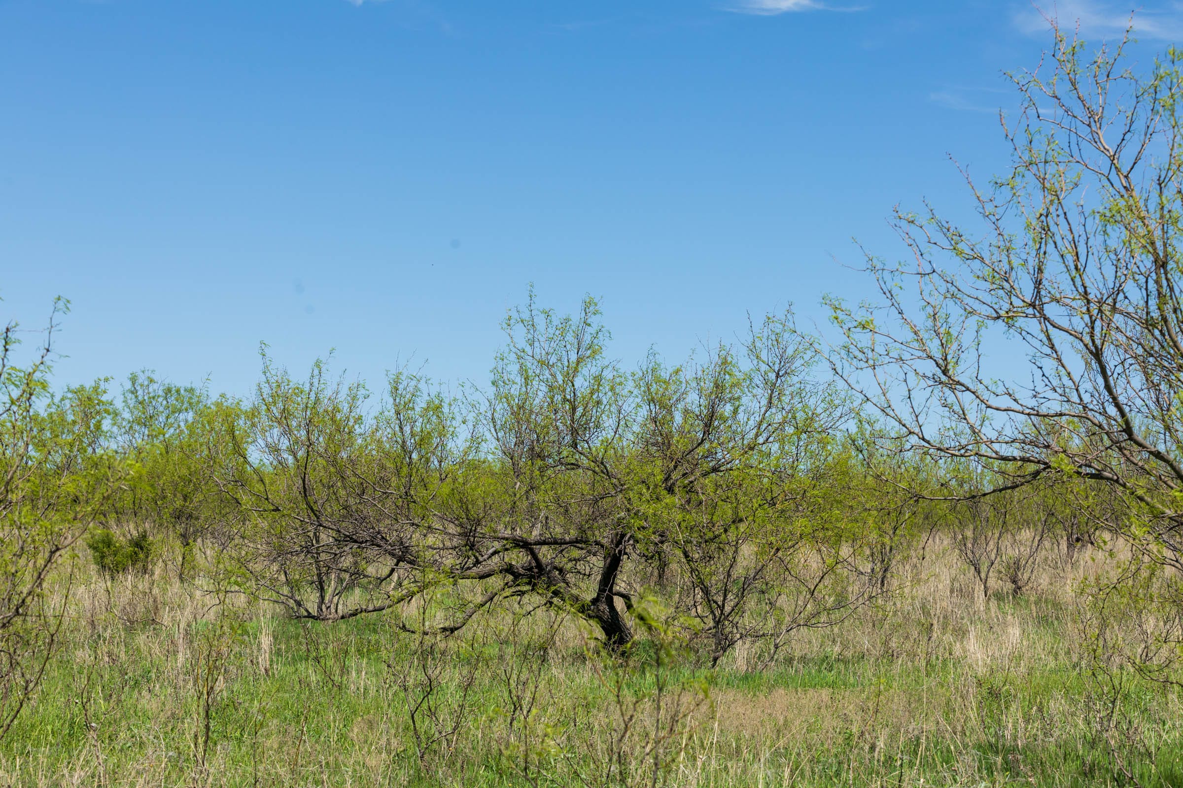 Hackberry Fields Tract 1 photo 14