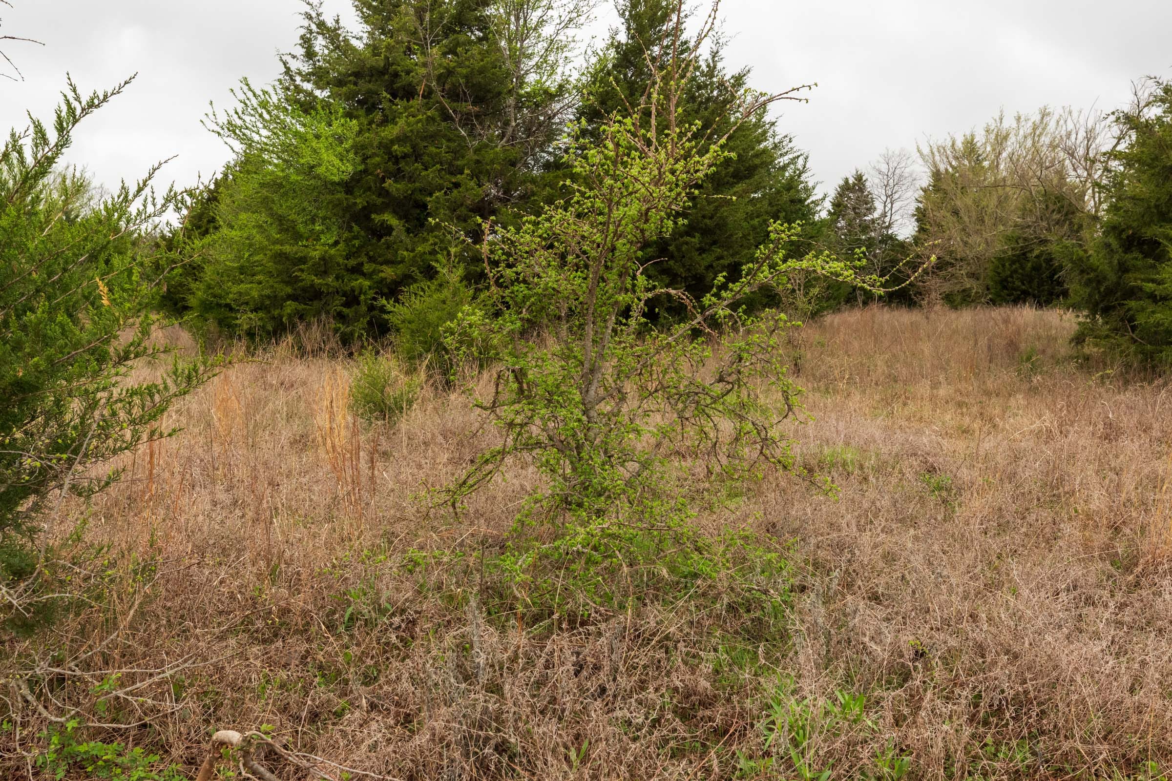 Moonrise Meadows Tract 5 photo 3