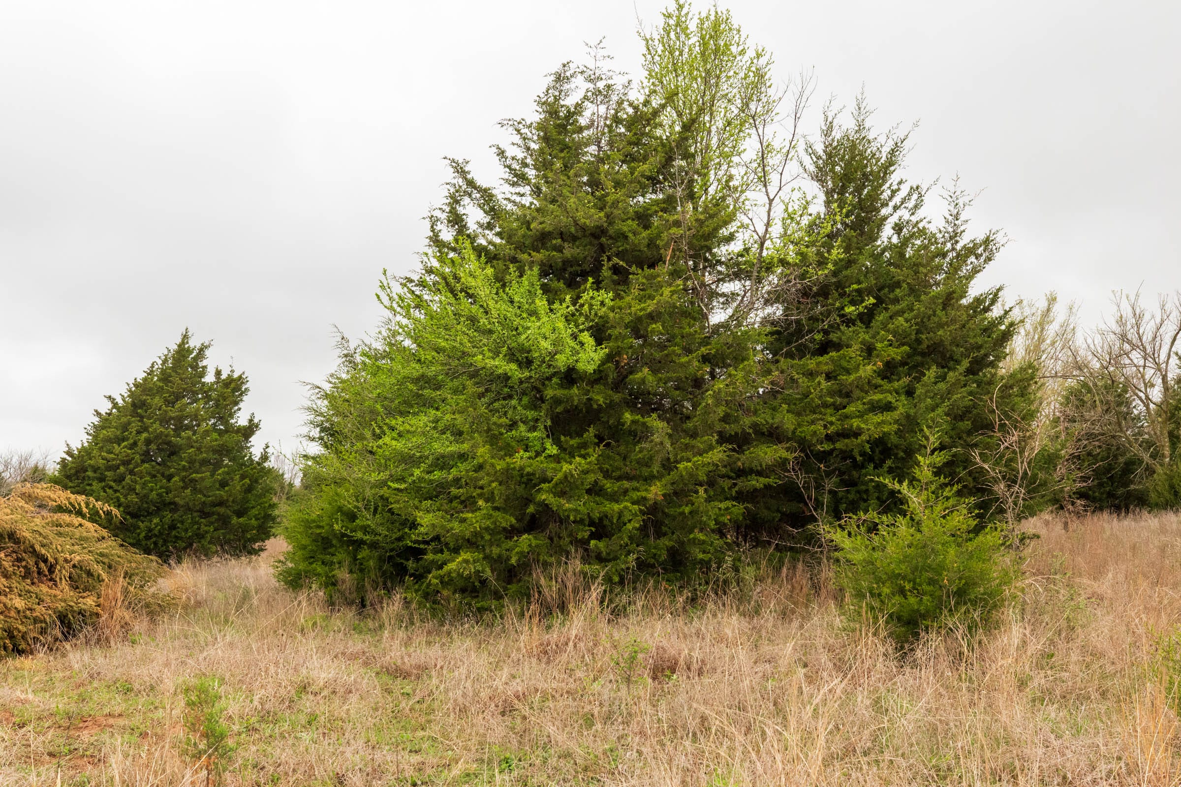 Moonrise Meadows Tract 5 photo 5