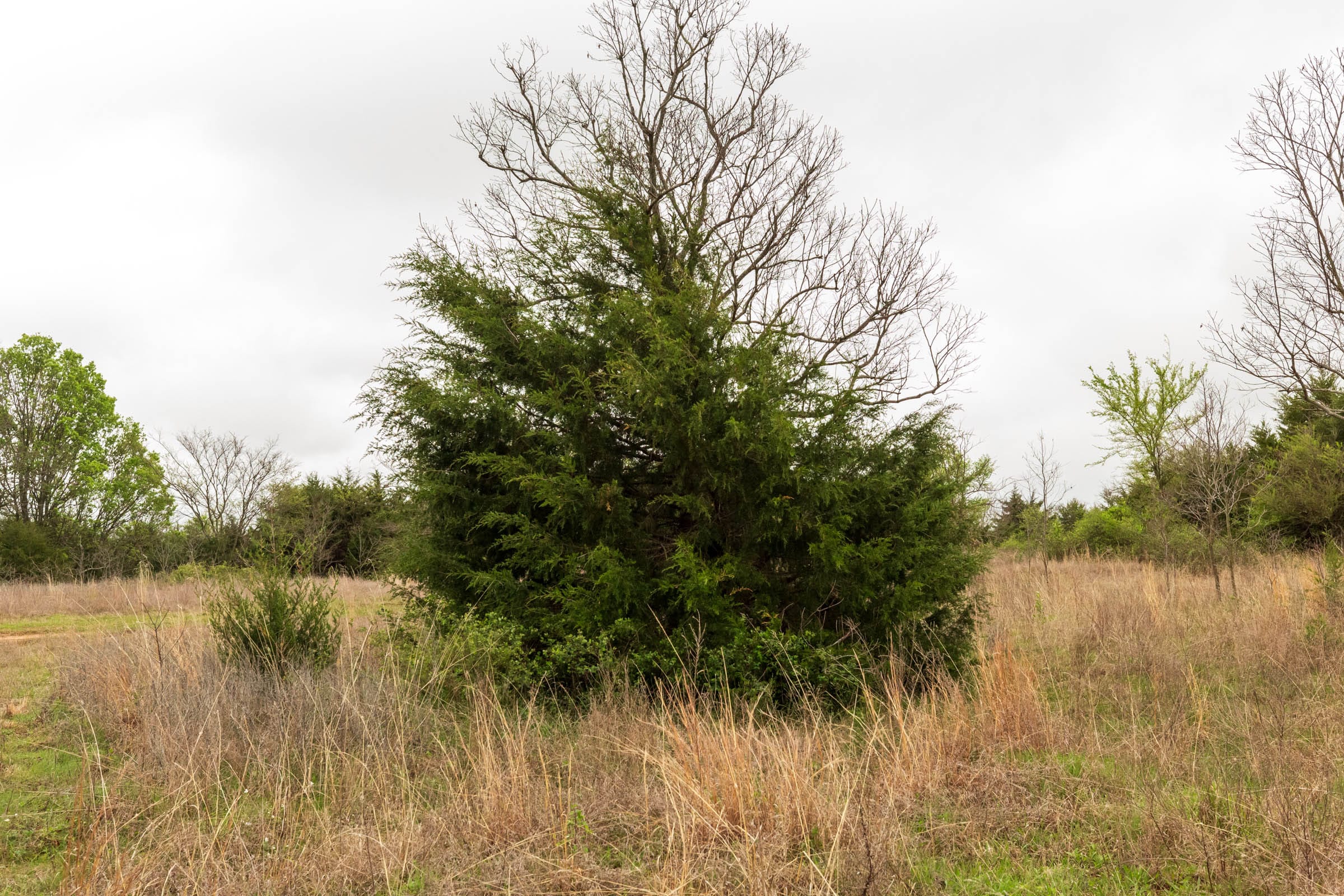 Moonrise Meadows Tract 5 photo 7