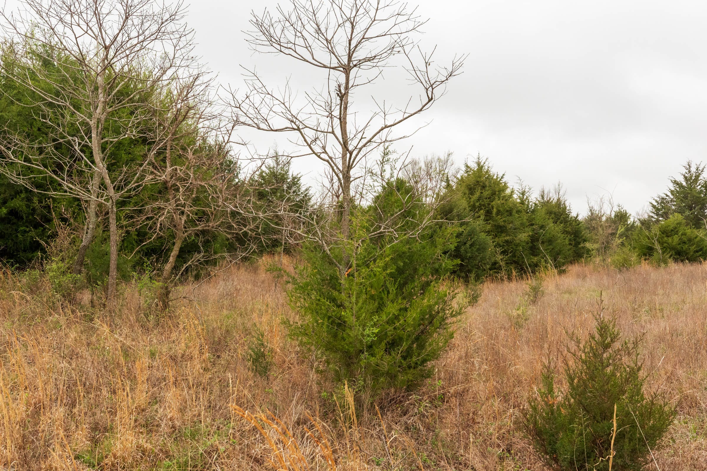 Moonrise Meadows Tract 5 photo 6