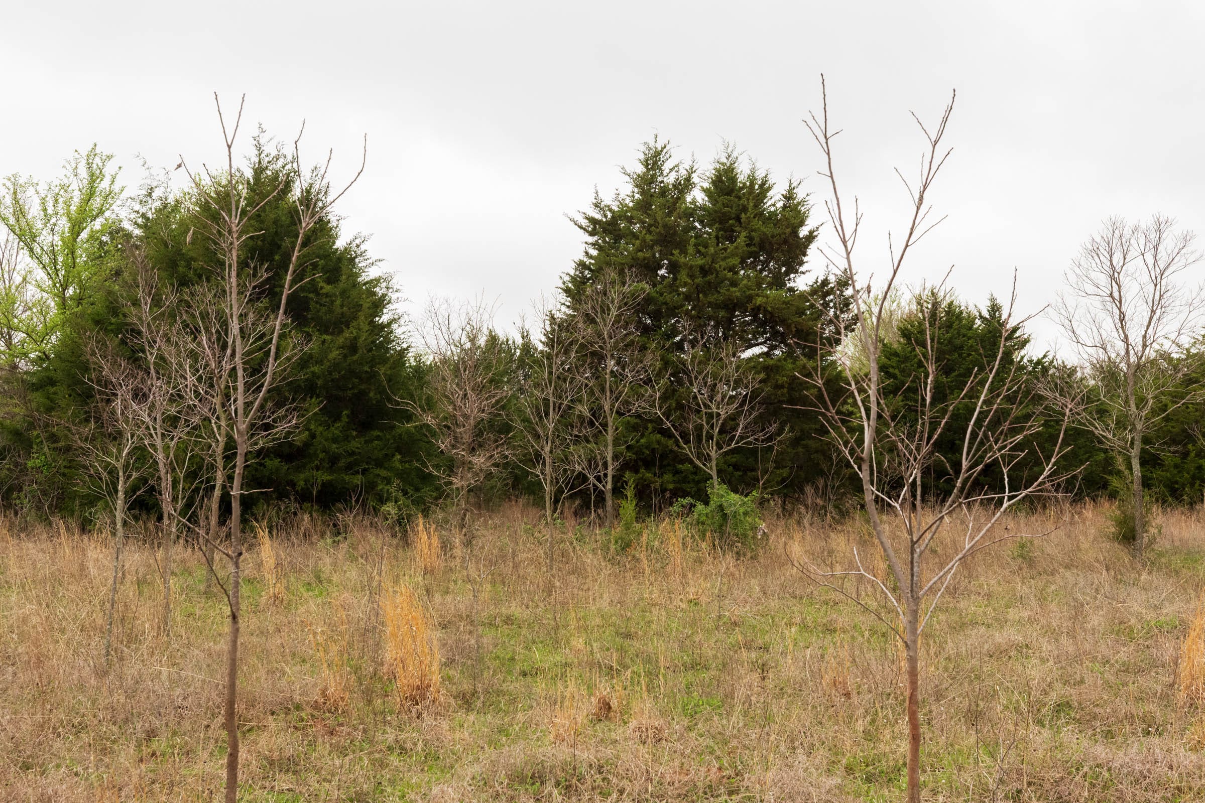 Moonrise Meadows Tract 5 photo 11