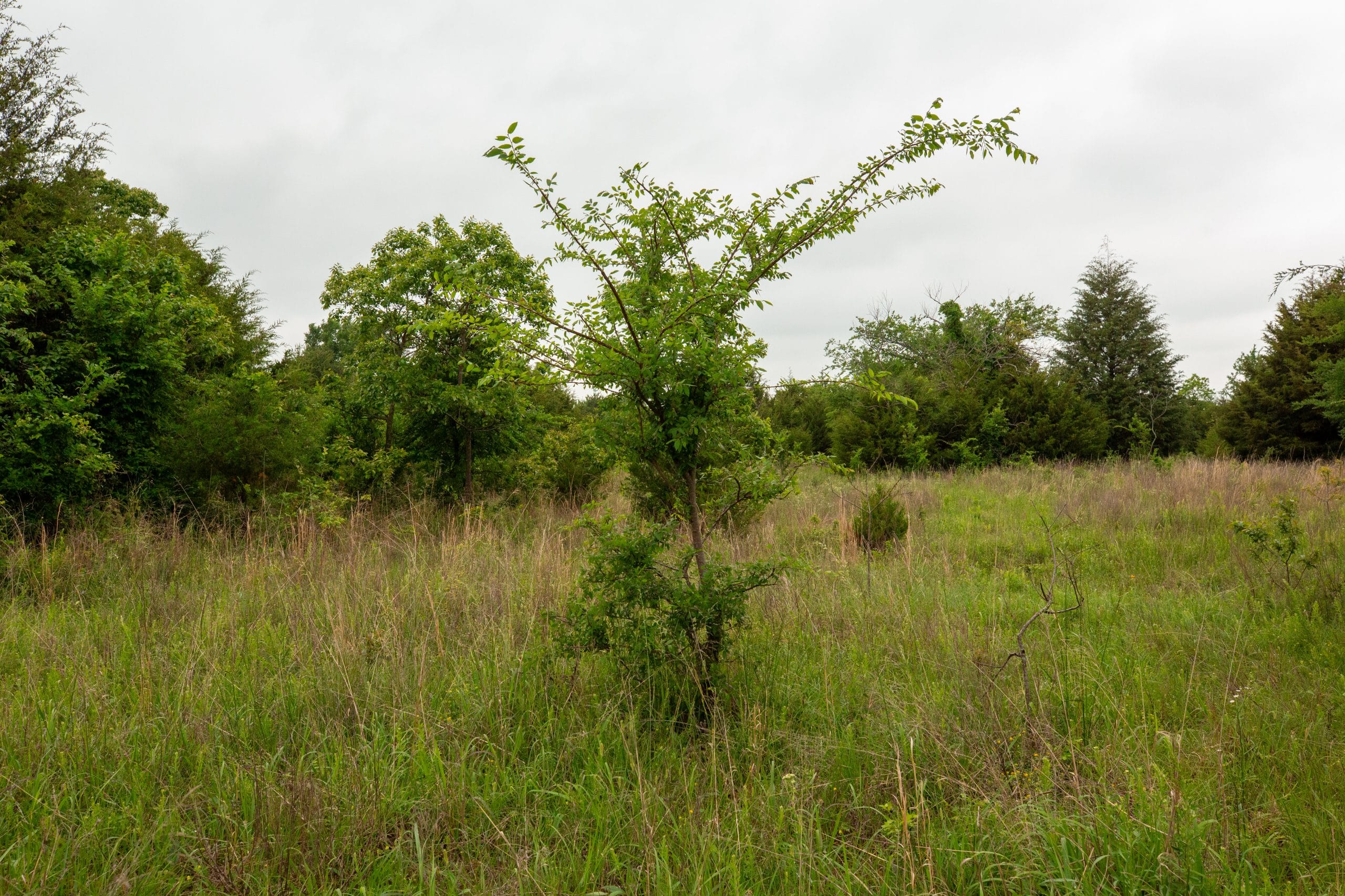 Moonrise Meadows Tract 5 photo 14