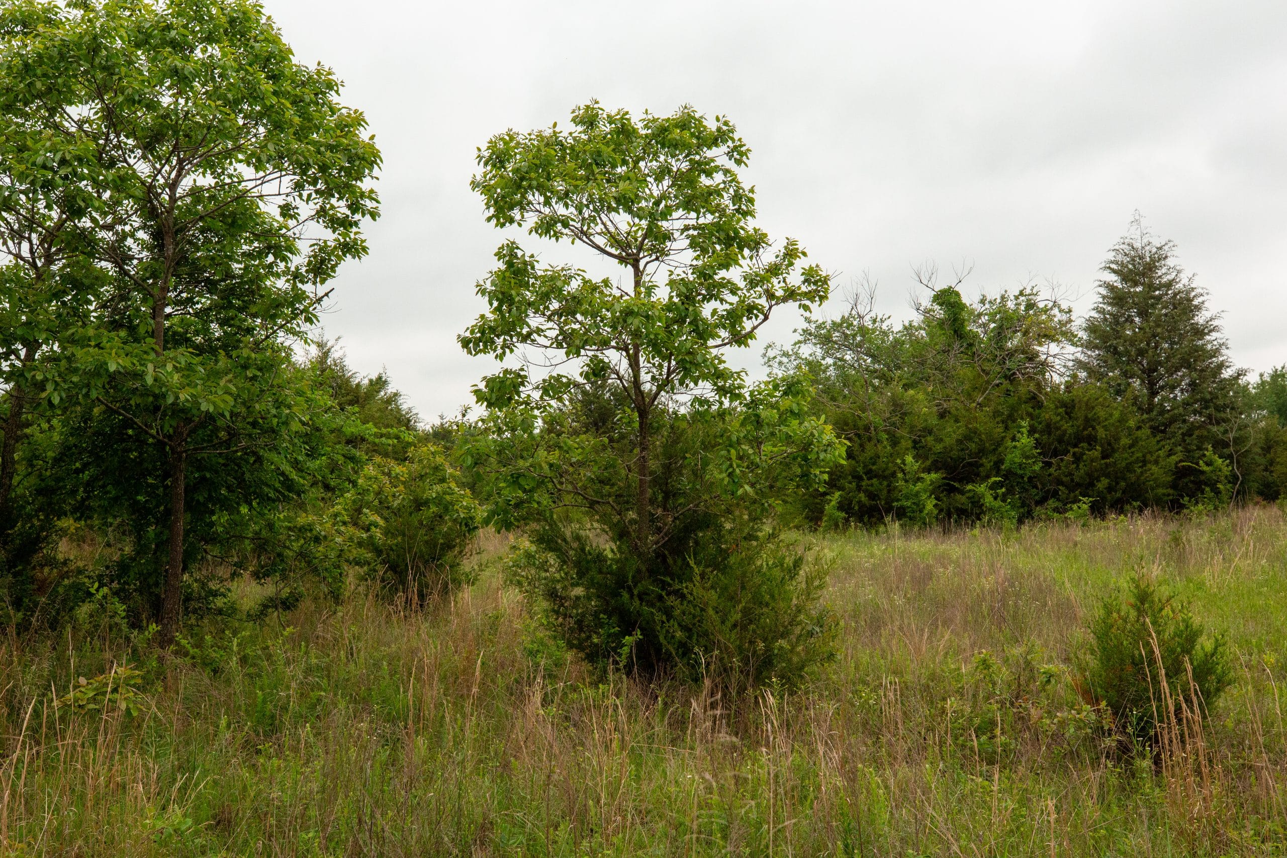 Moonrise Meadows Tract 5 photo 4