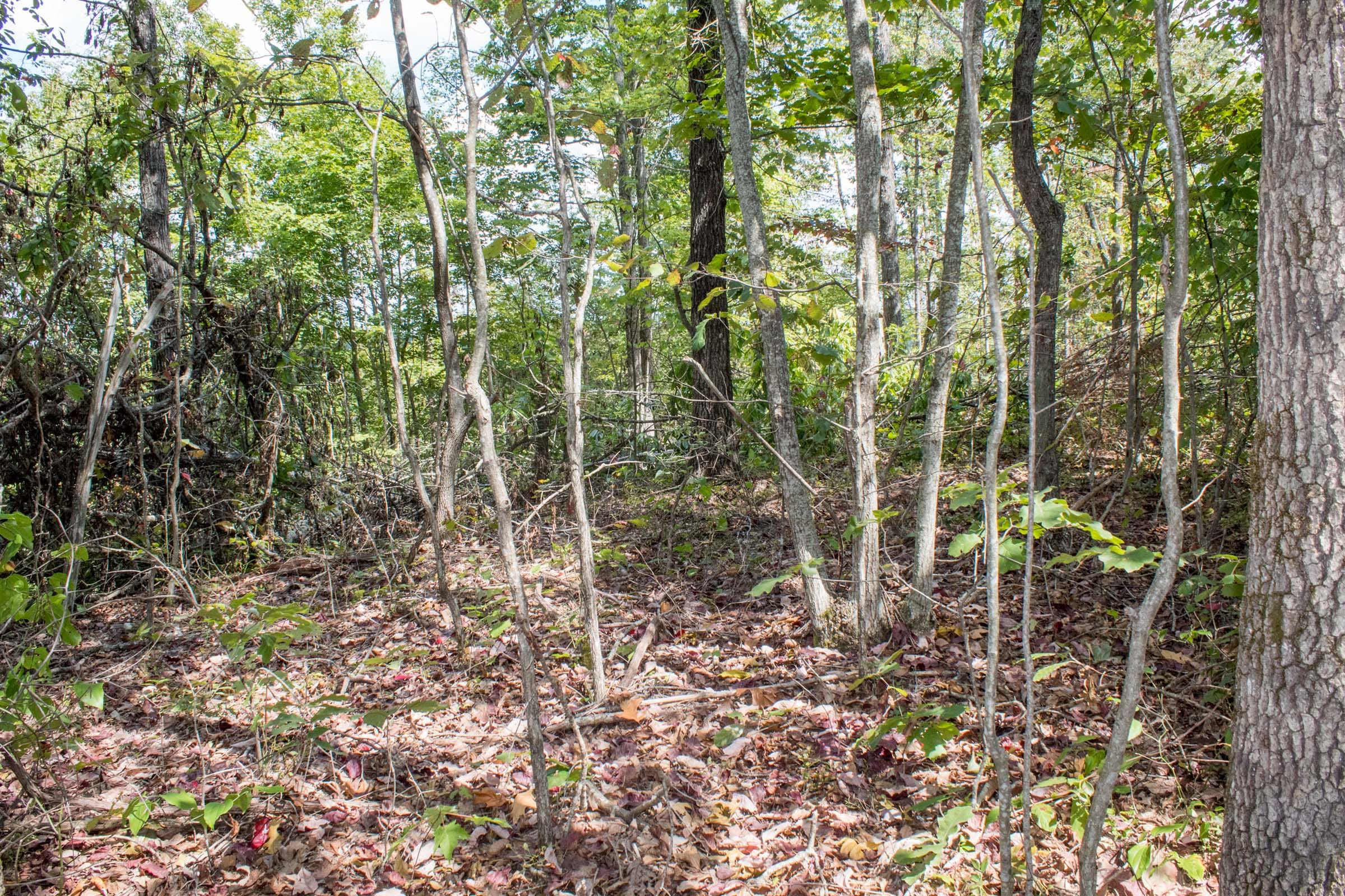 Buck Run Ridge Tract 6 photo 3