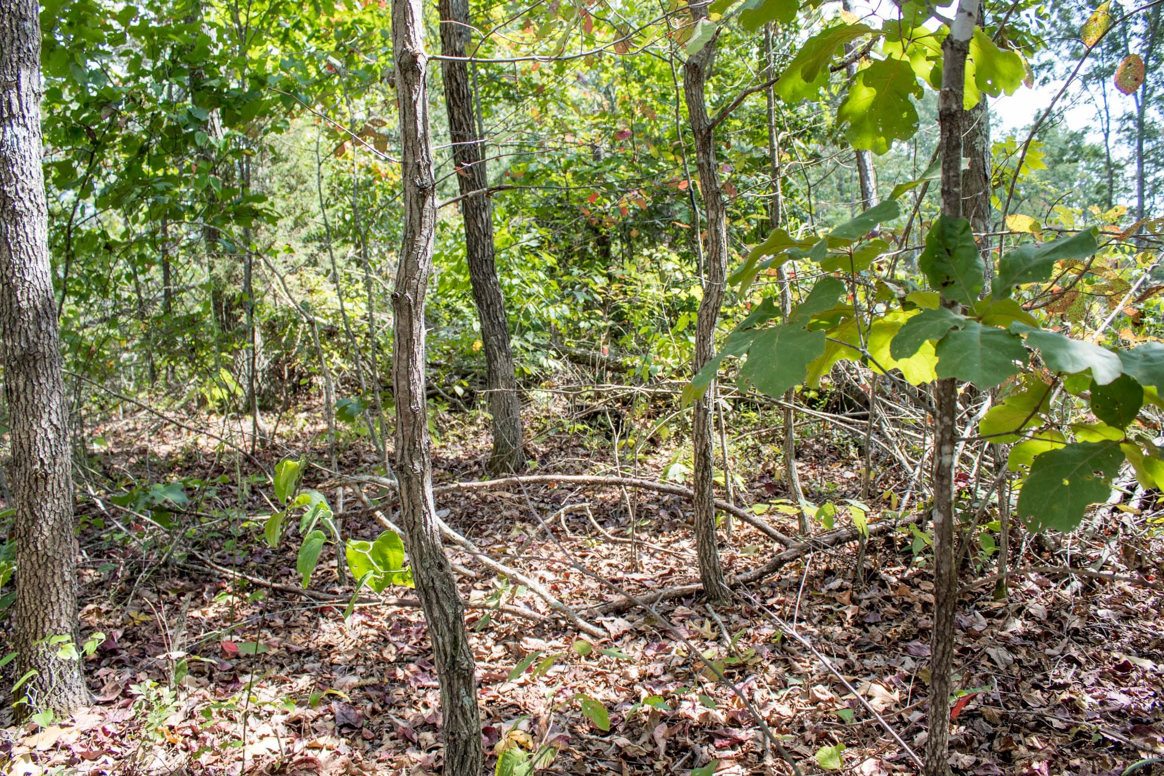 Buck Run Ridge Tract 6 photo 4