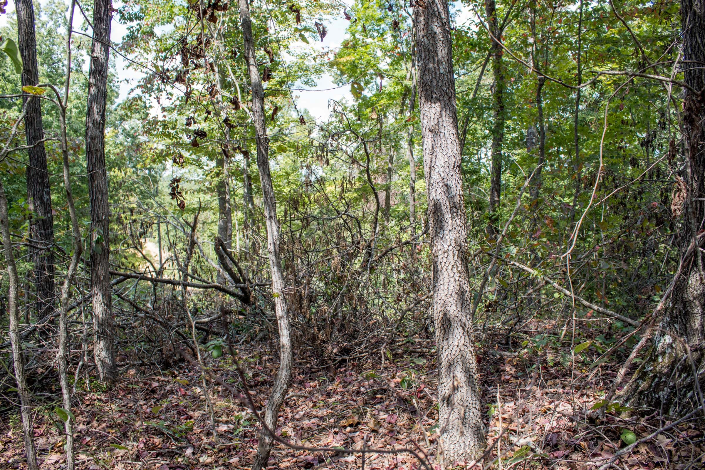 Buck Run Ridge Tract 6 photo 5