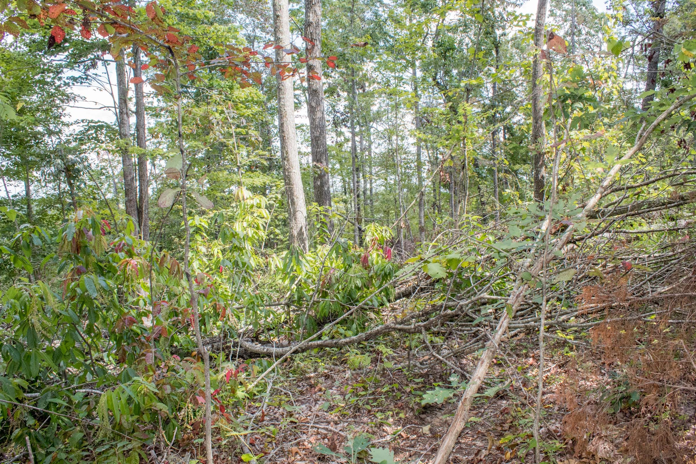 Buck Run Ridge Tract 6 photo 6