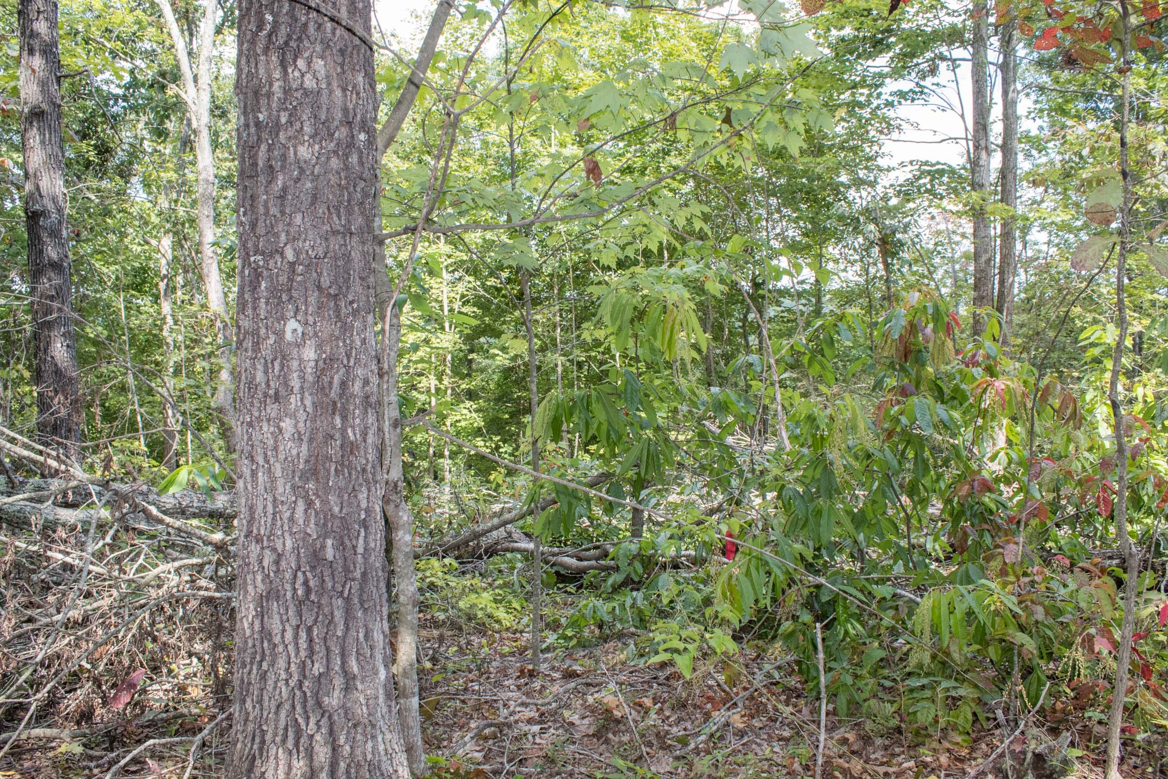 Buck Run Ridge Tract 6 photo 7