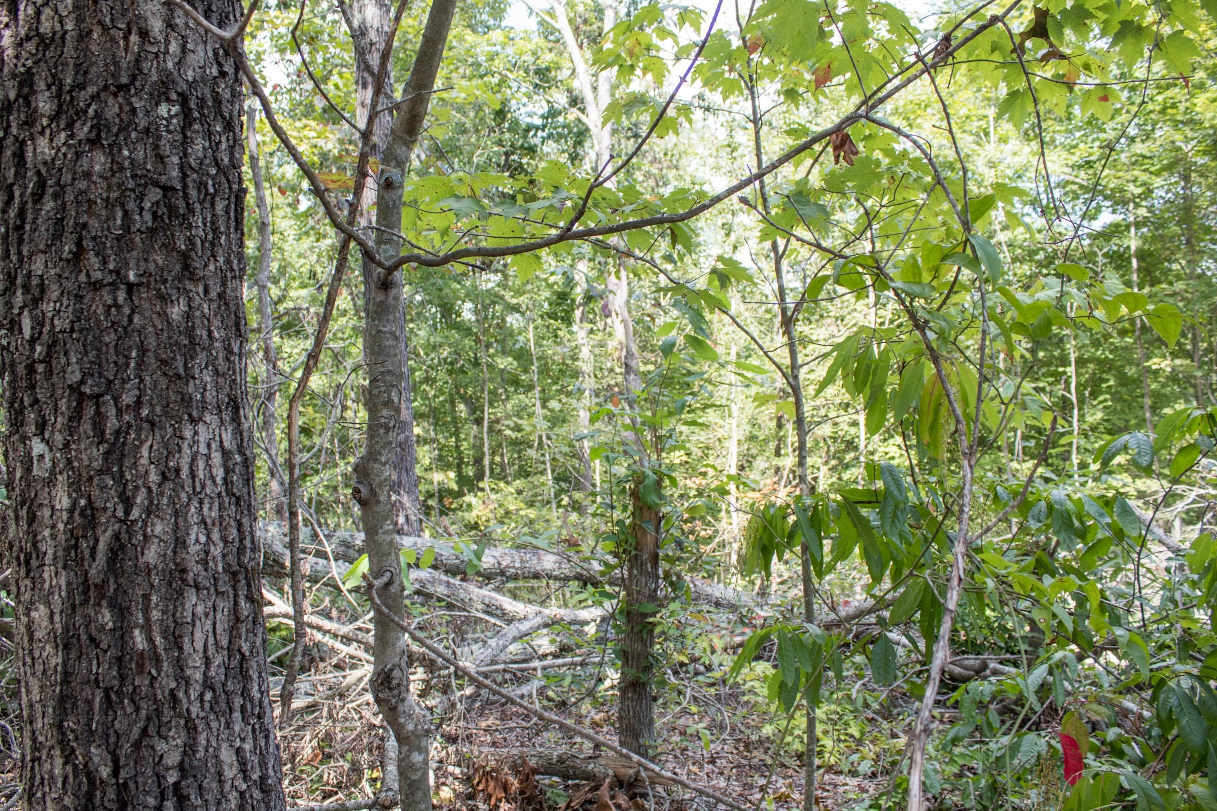 Buck Run Ridge Tract 6 photo 8