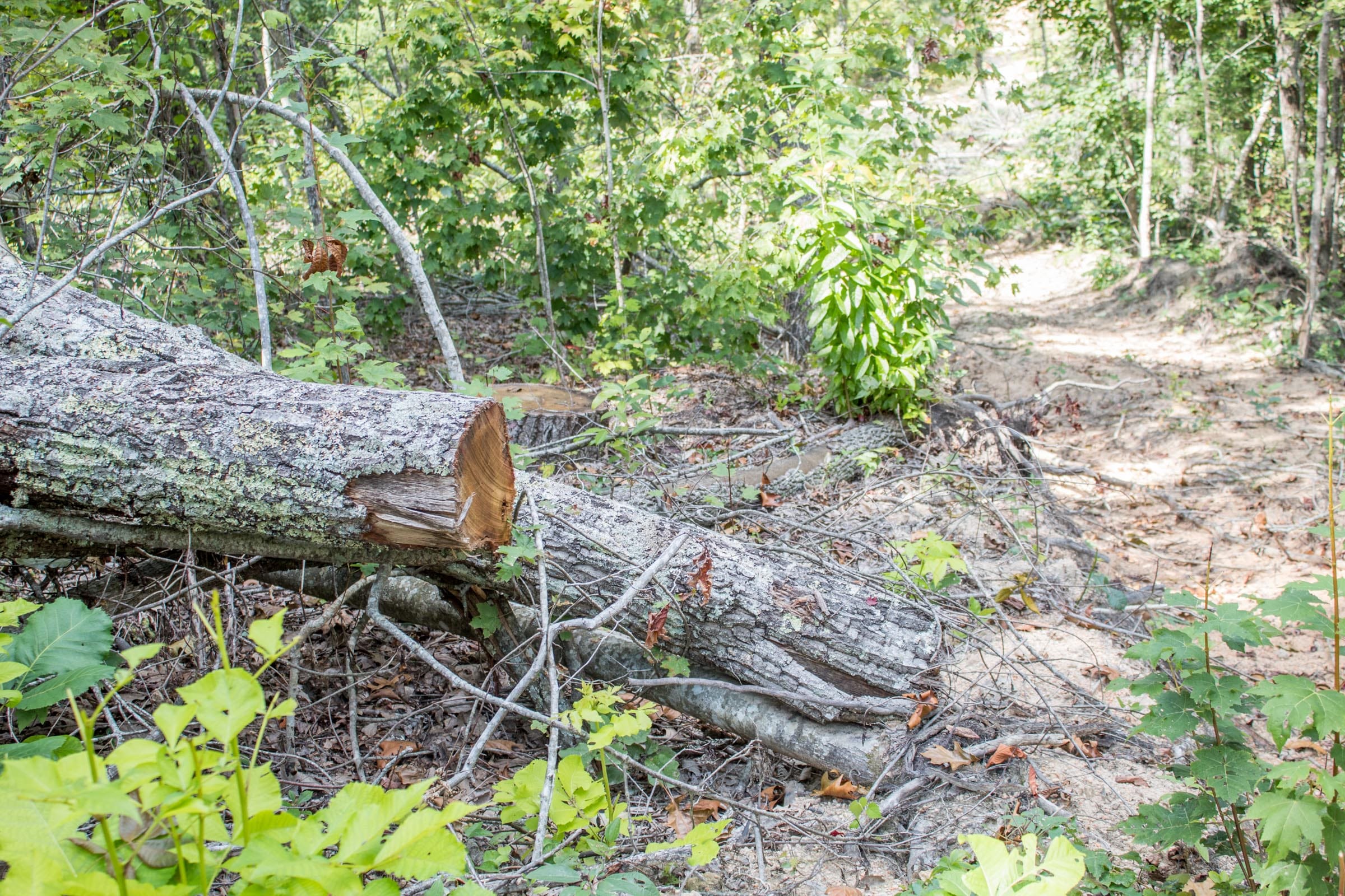 Buck Run Ridge Tract 6 photo 11