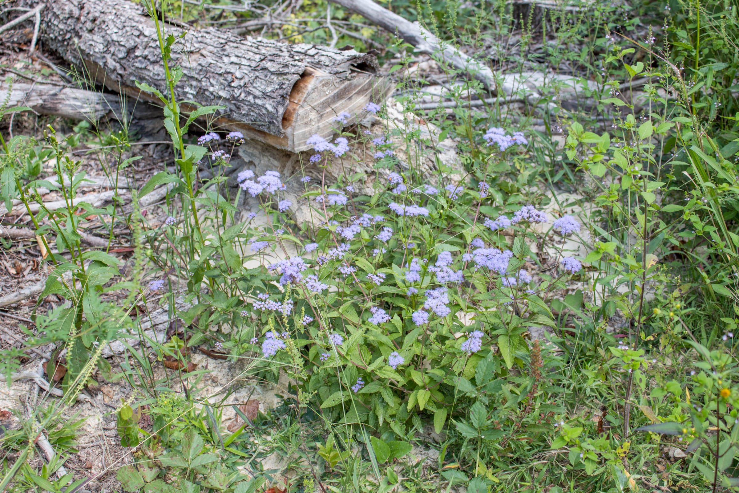 Buck Run Ridge Tract 6 photo 12