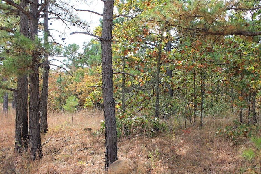 Indian Ridge – Phase III Tract 96 photo 5