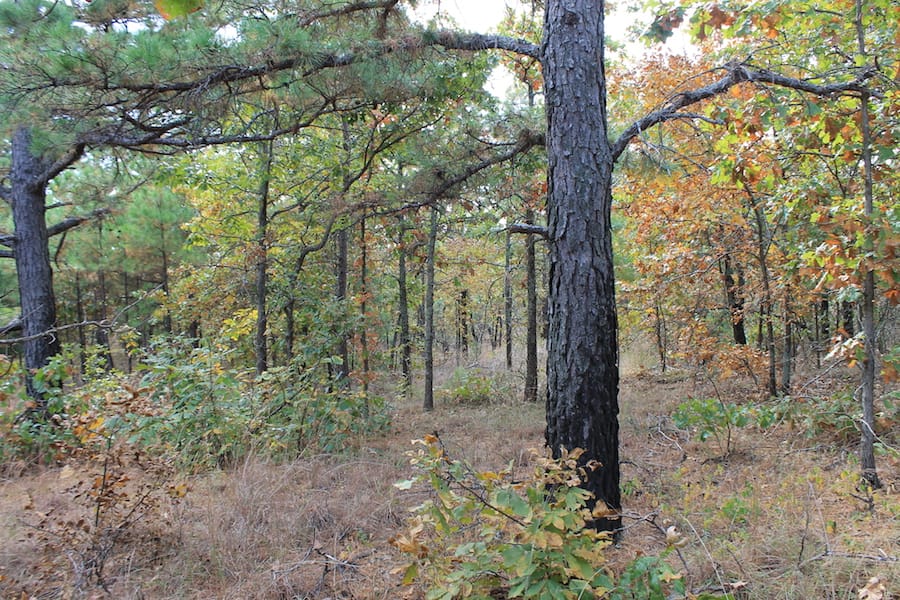 Indian Ridge – Phase III Tract 96 photo 6