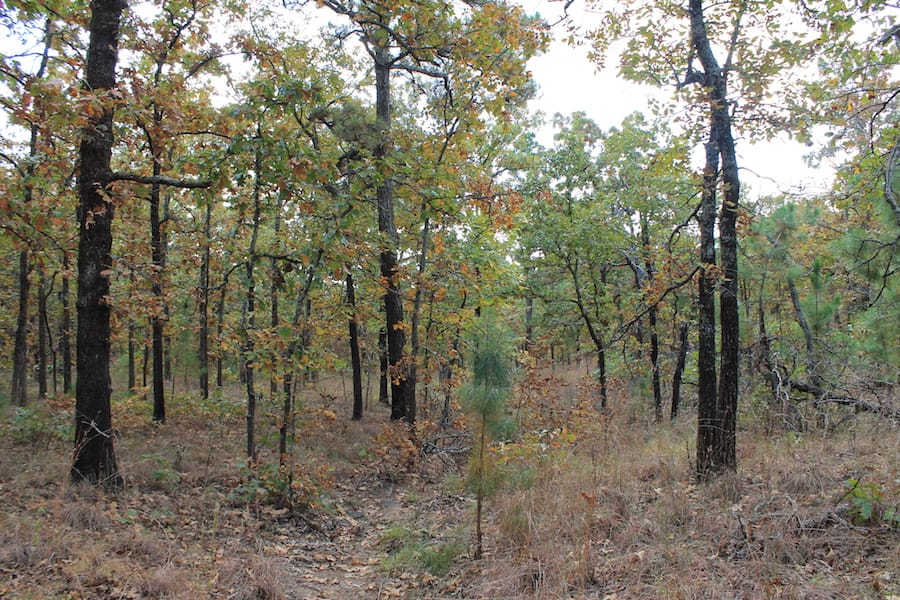 Indian Ridge – Phase III Tract 96 photo 9