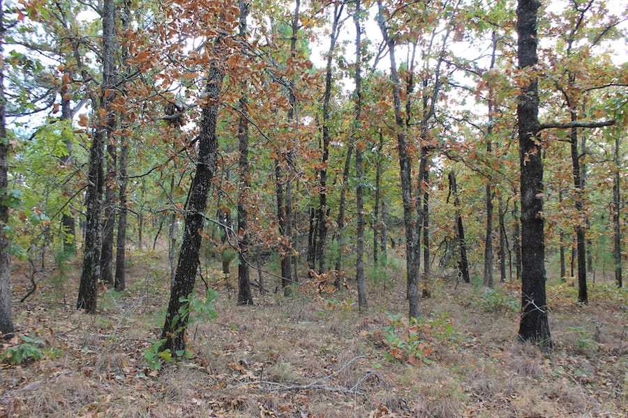 Indian Ridge – Phase III Tract 96 photo 11