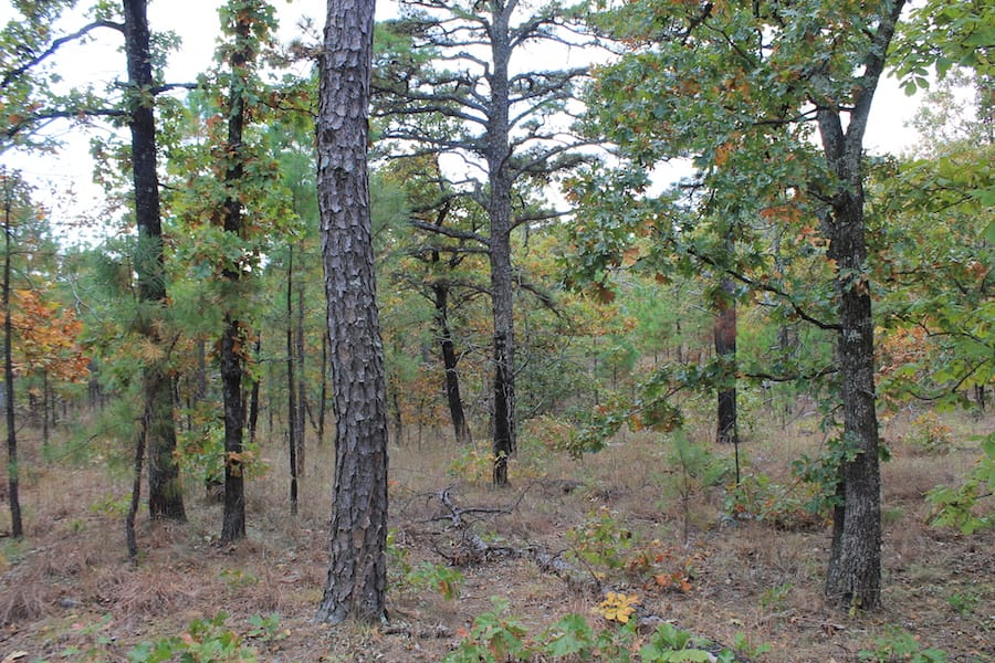 Indian Ridge – Phase III Tract 96 photo 15