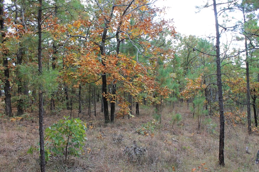 Indian Ridge – Phase III Tract 96 photo 17