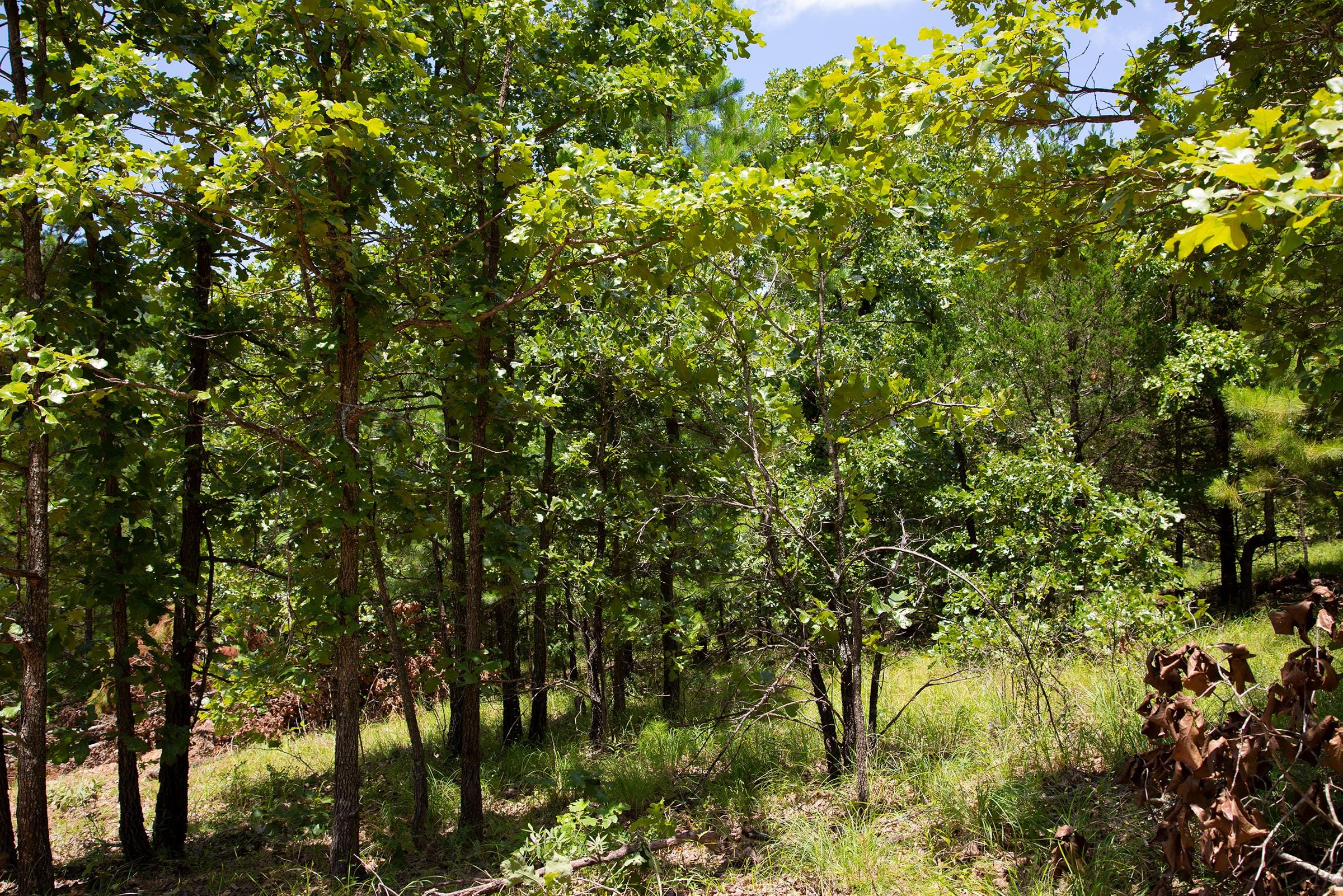 Tyler Stone Ranch Tract 72 photo 3